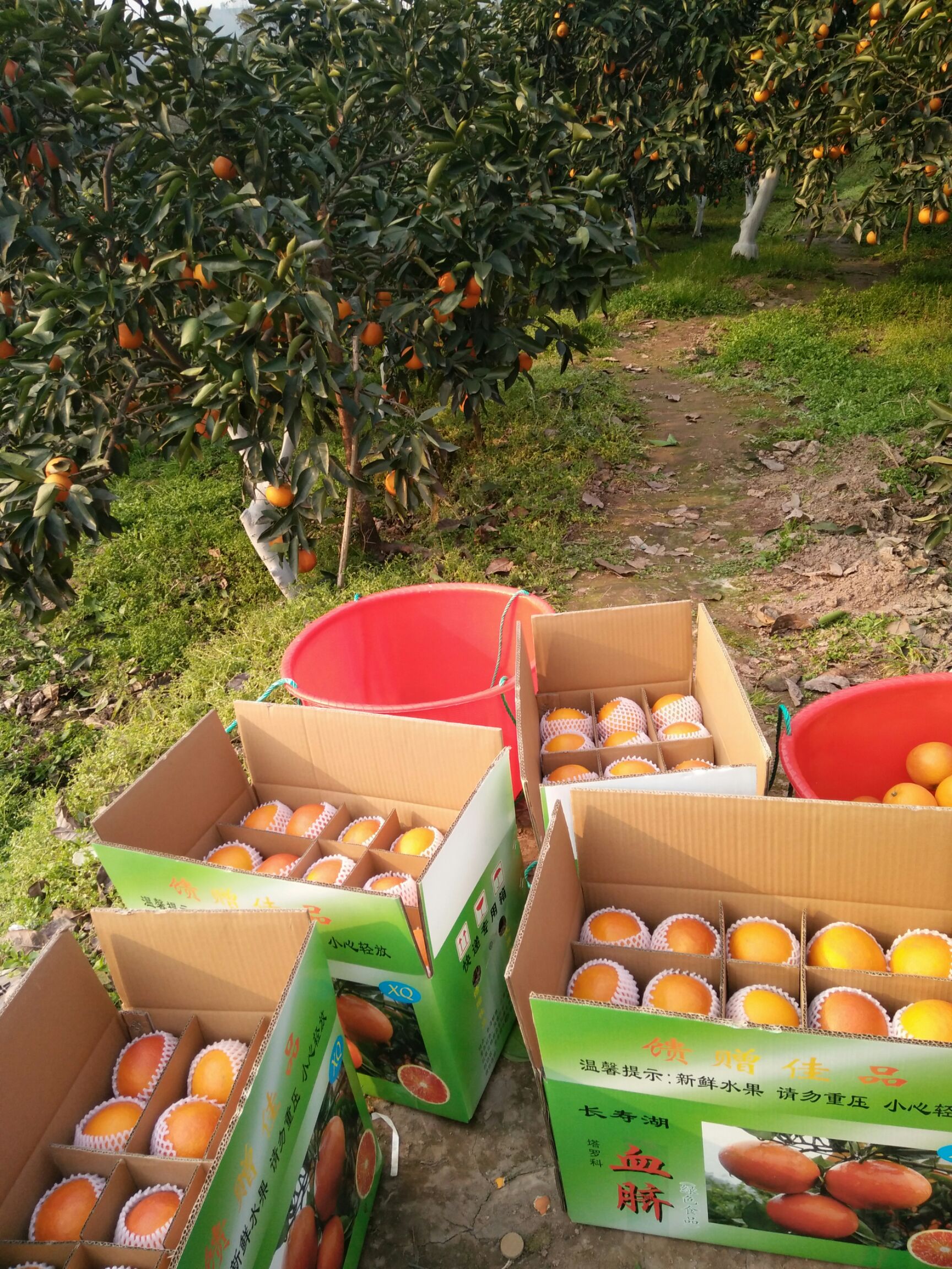 塔罗科血橙 重庆血橙又称长寿湖血脐,血橙中的贵族,装件发货中