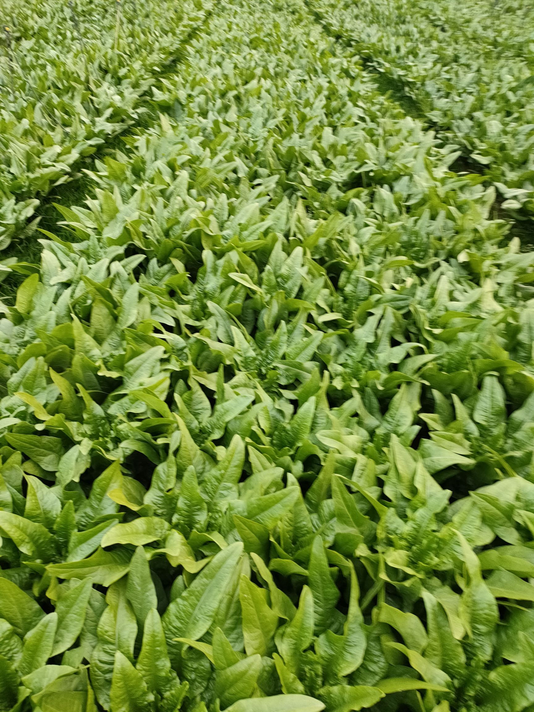 油麦菜 25~30cm
