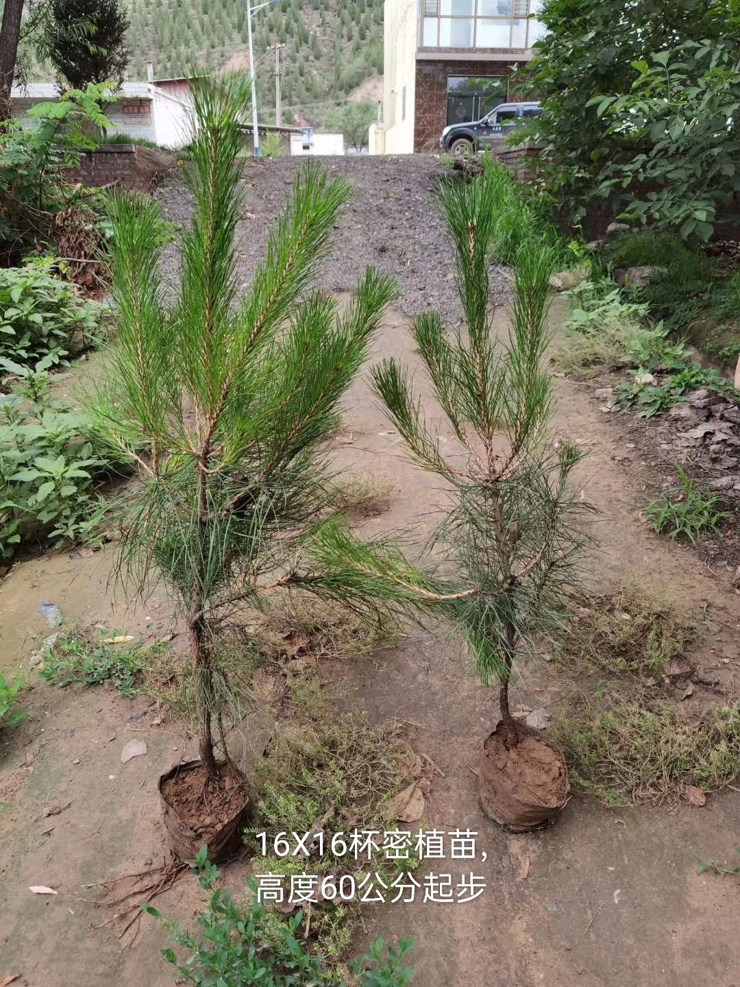 大量出售营养杯油松,13ⅹ15.16x16杯苗,密植苗