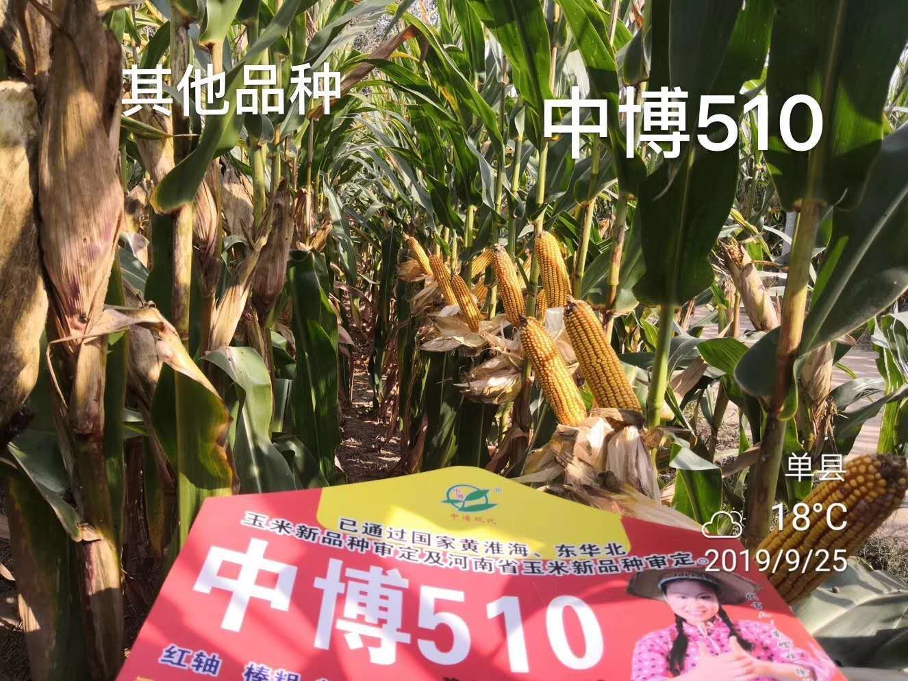 中博510带小叶抗台风高产玉米种籽粒长双国审