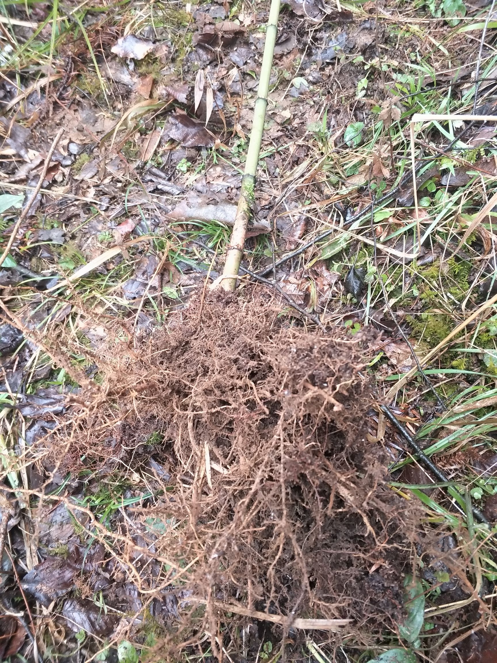 刺竹贵州特有品种真正带刺的竹子