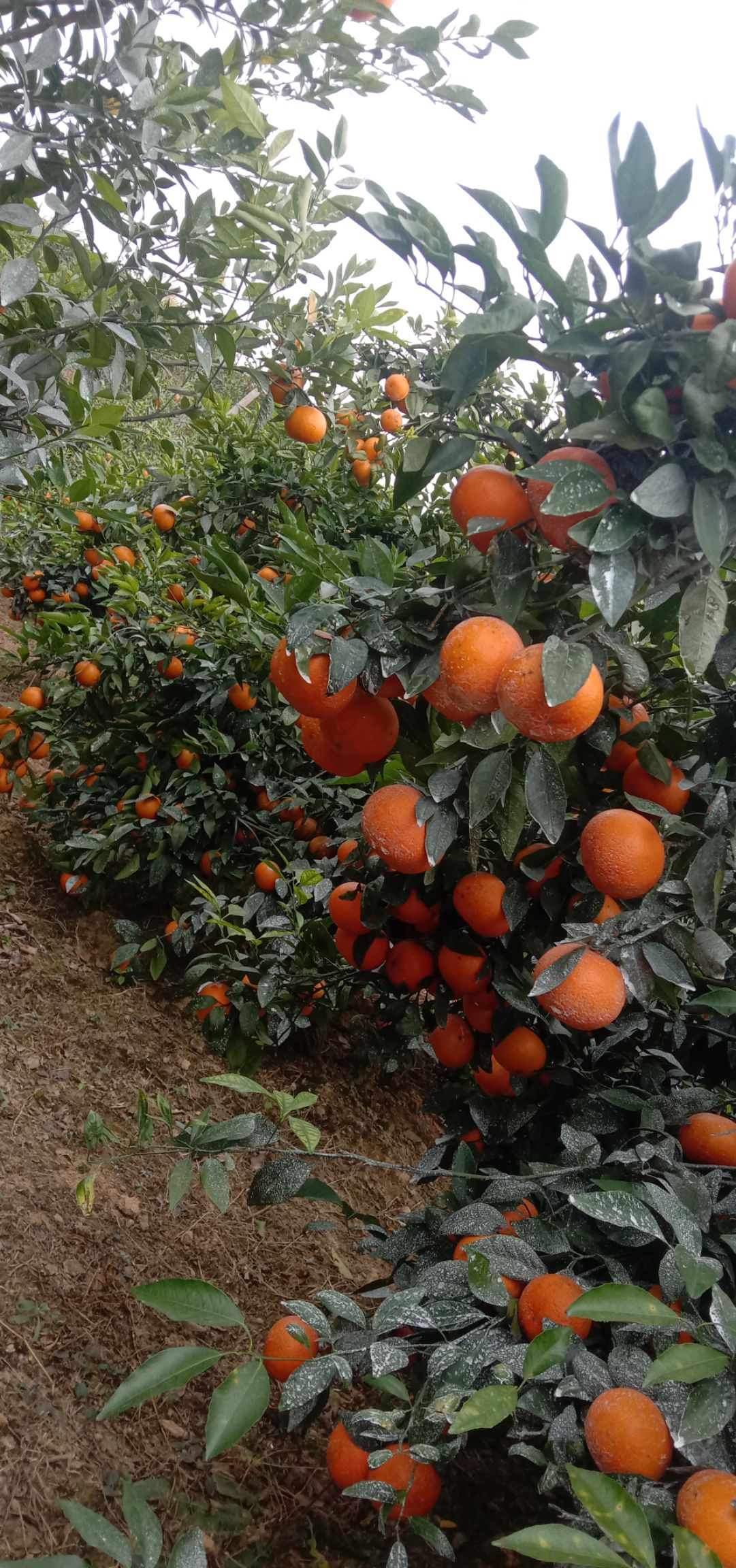 黄果柑 沃柑 花皮果