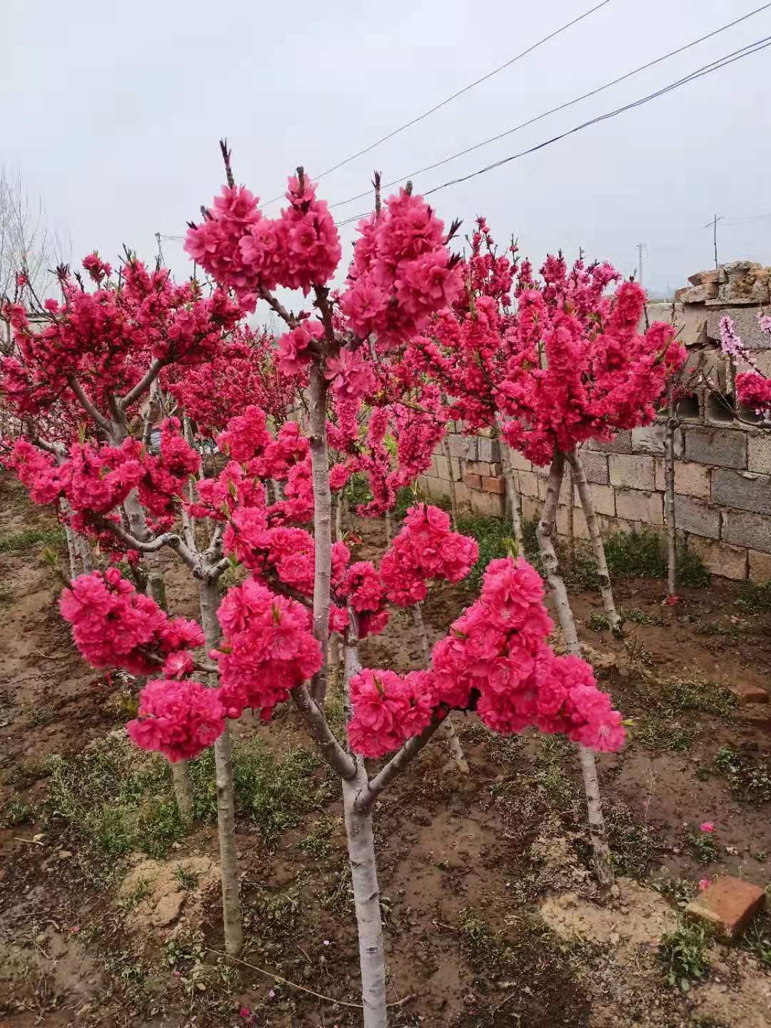 [桃梅批发]梅花苗桃梅盆栽盆景桃花带花苞发货四季