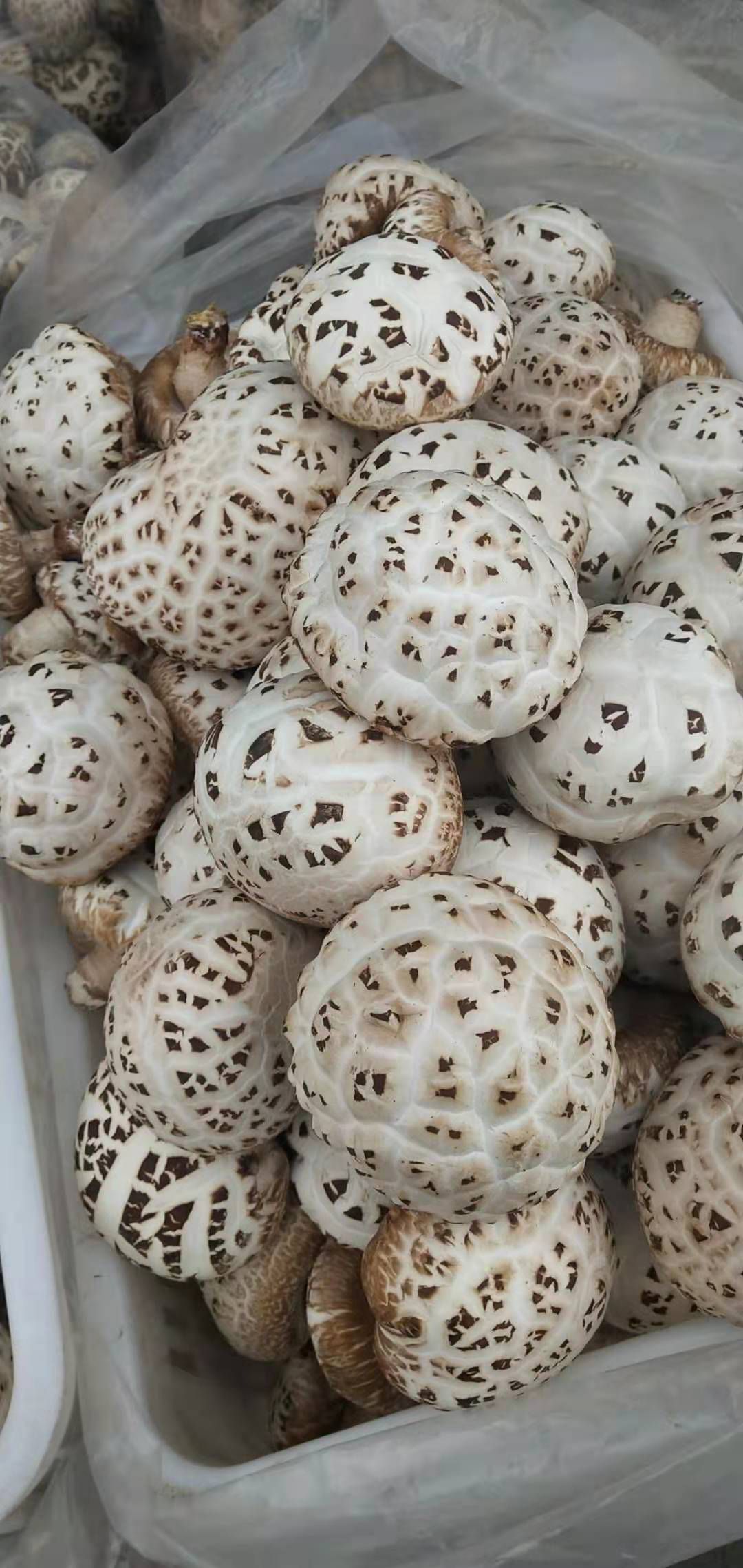 鲜花菇大花菇鲜货无加工