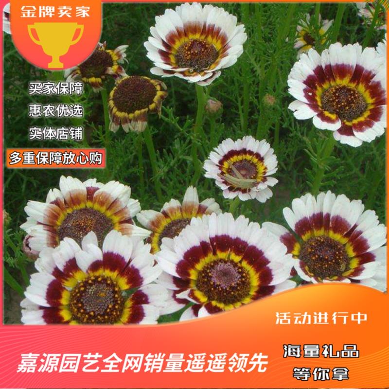 花环菊种子混色四季种园林景观花海公园花卉种子阳台绿植花卉种子 2.