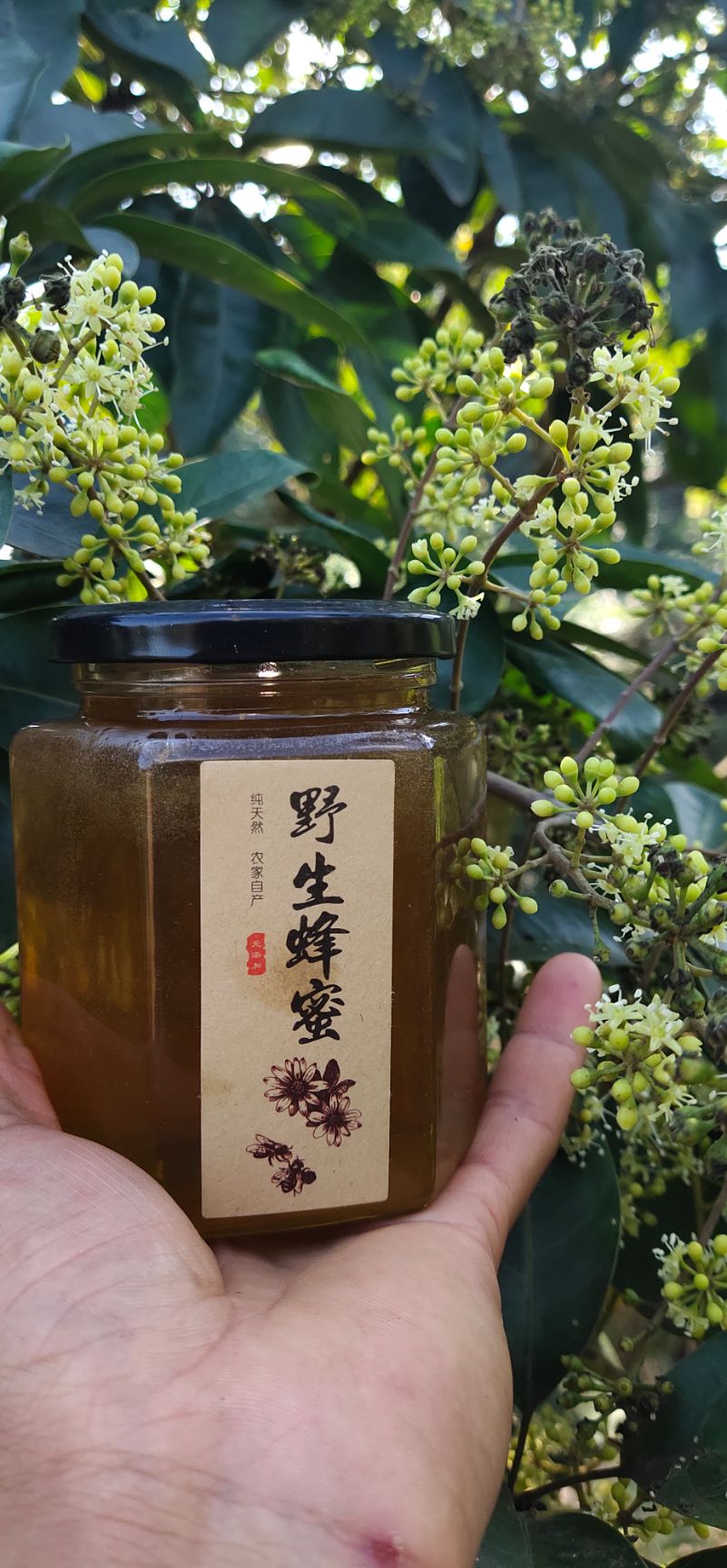 鸭脚木蜜 中蜂鸭脚木冬蜜