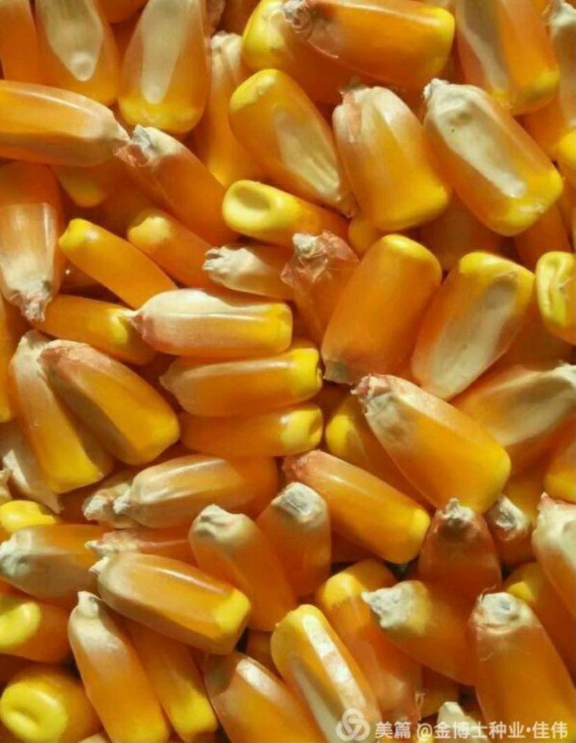 金博士825玉米种子 金博士825 高产大田种植玉米种子 2020年新种子