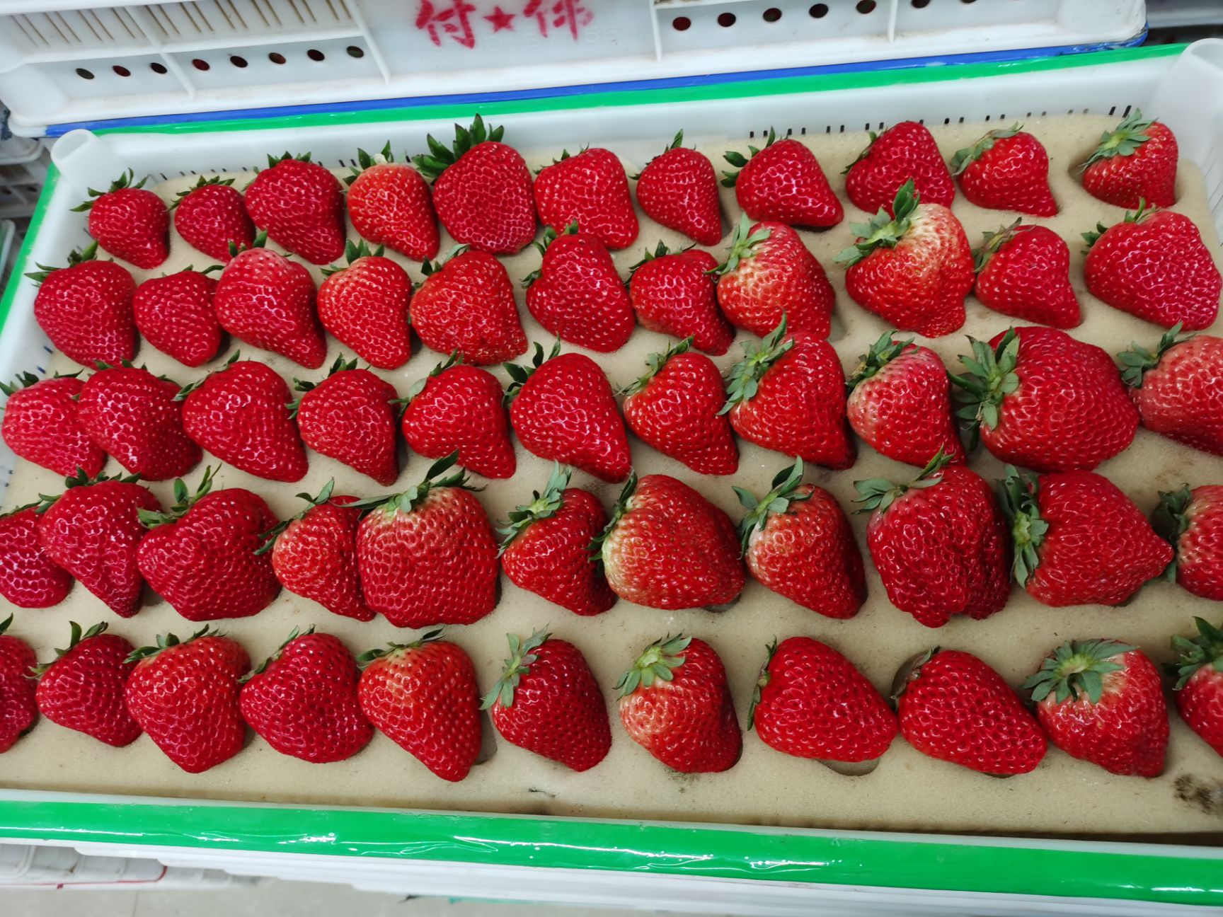 丹东九九草莓 红颜草莓 牛奶草莓 奶油草莓 电商一件代发