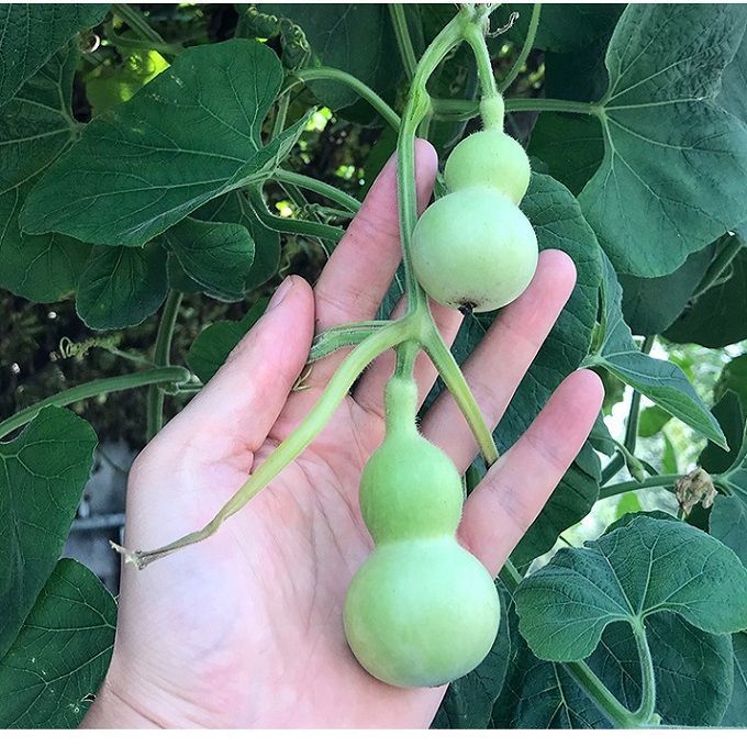 手捻葫芦种子 小葫芦籽玩具葫芦籽工艺葫芦种子葫芦种子观赏葫芦种子