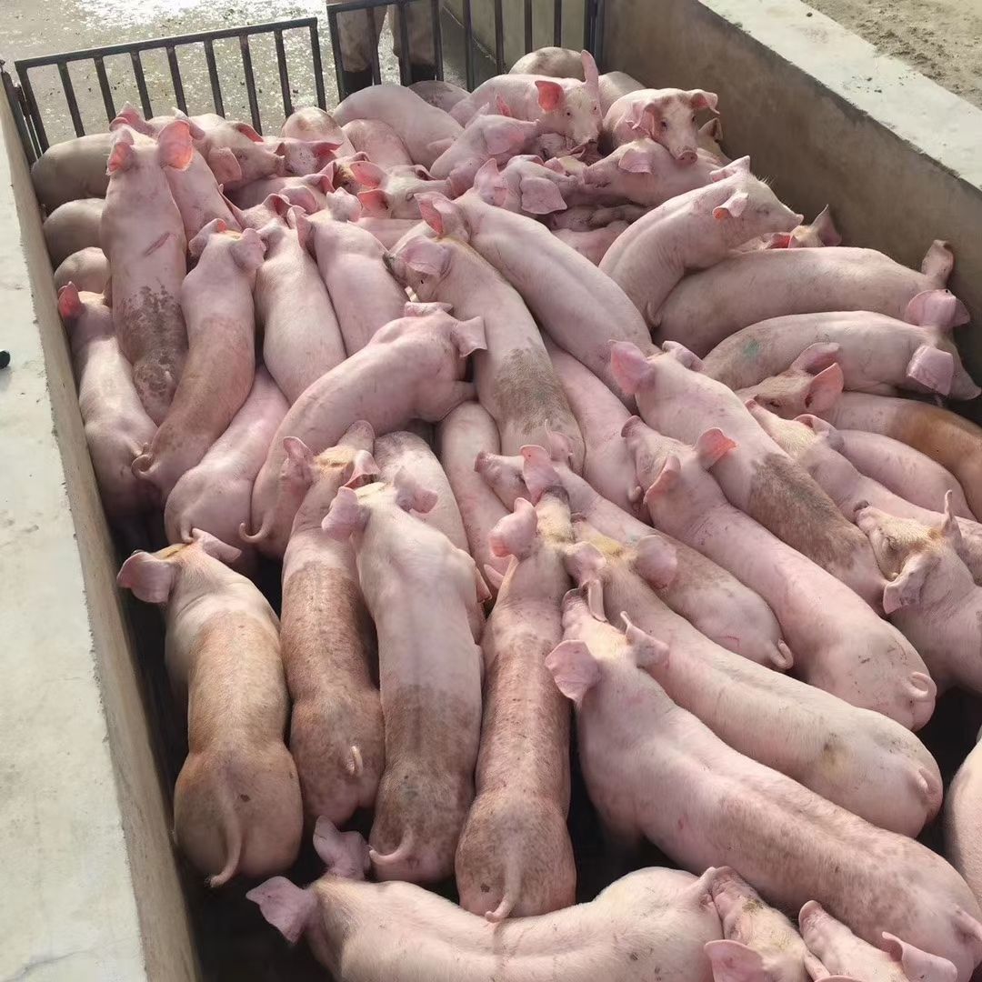 吉林省精品三元仔猪长白仔猪二元母猪母猪常年供应,量大从优