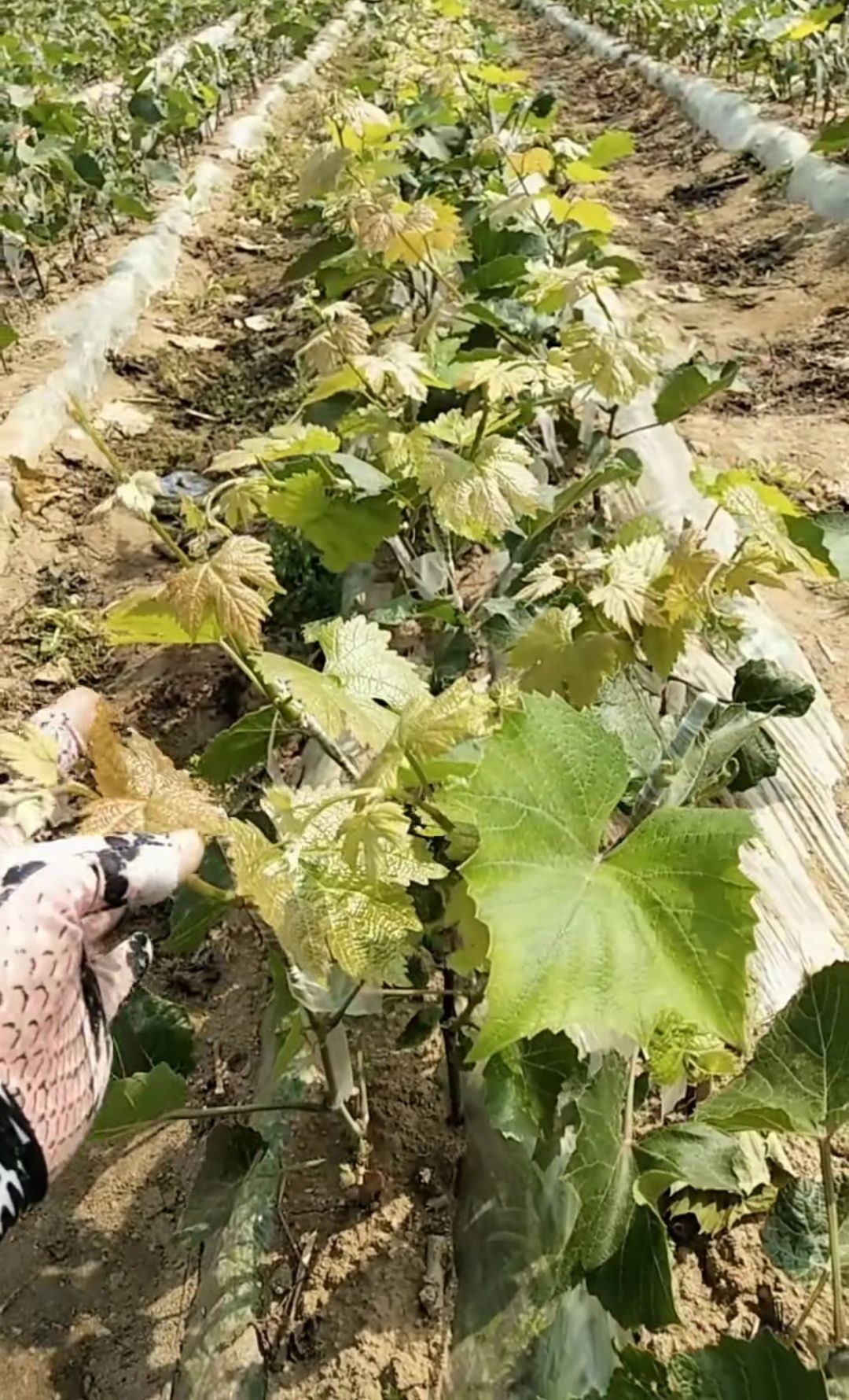 葡之梦葡萄苗 正宗【葡之梦】葡萄苗 产地直销 量大从优