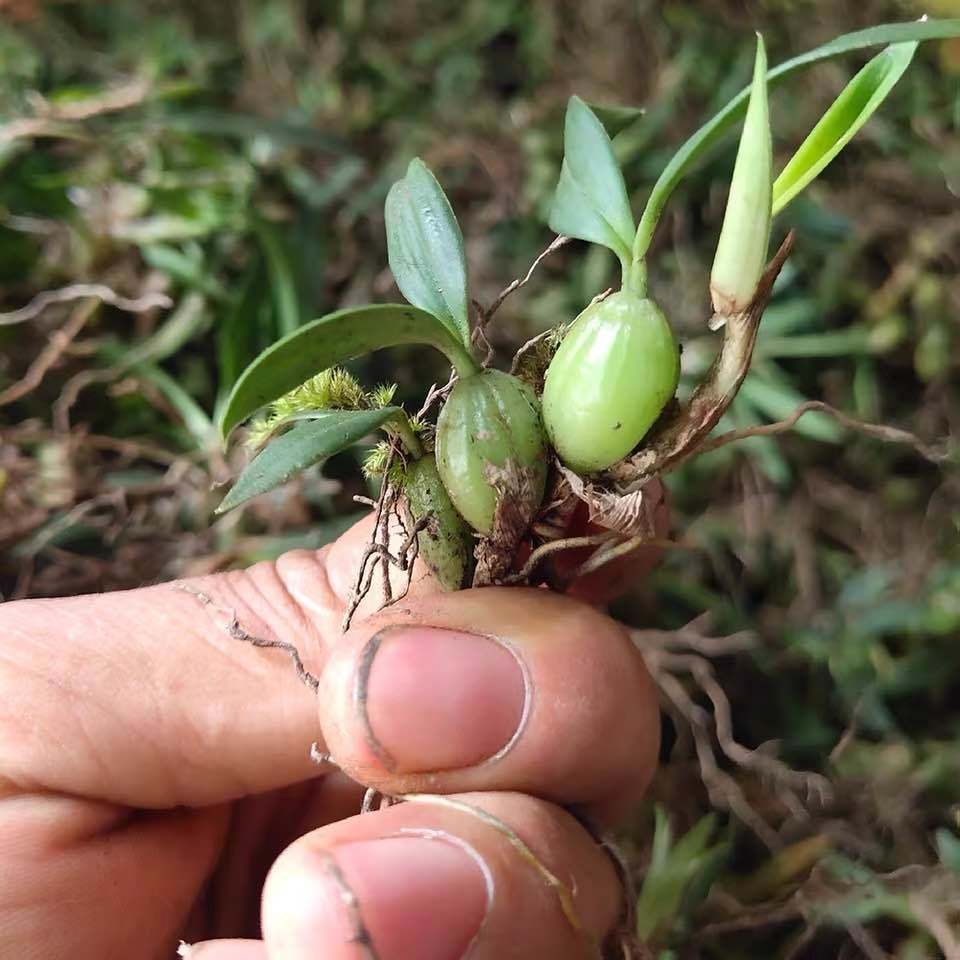 石橄榄双叶新鲜石仙桃小号中号大号包邮山石斛煲汤