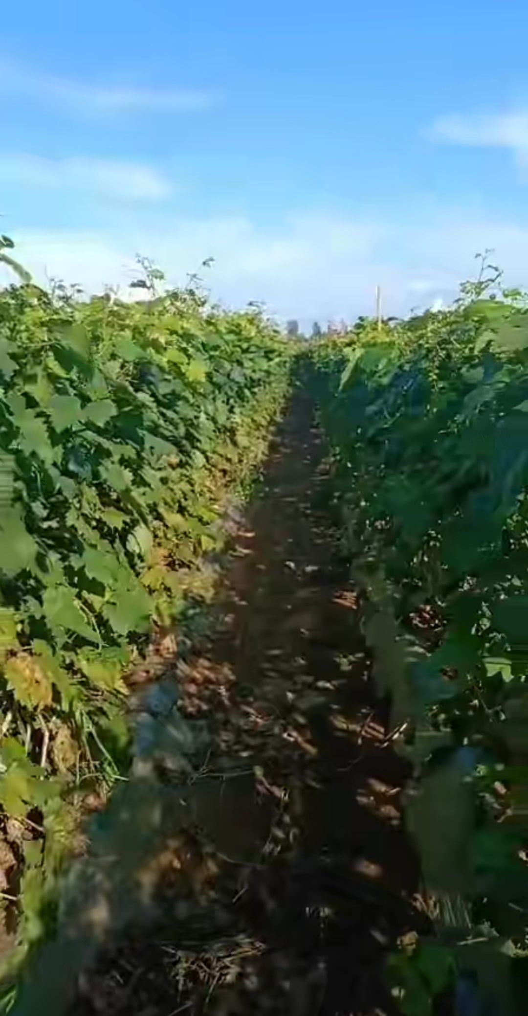 葡之梦葡萄苗 正宗【葡之梦】葡萄苗 产地直销 量大从优