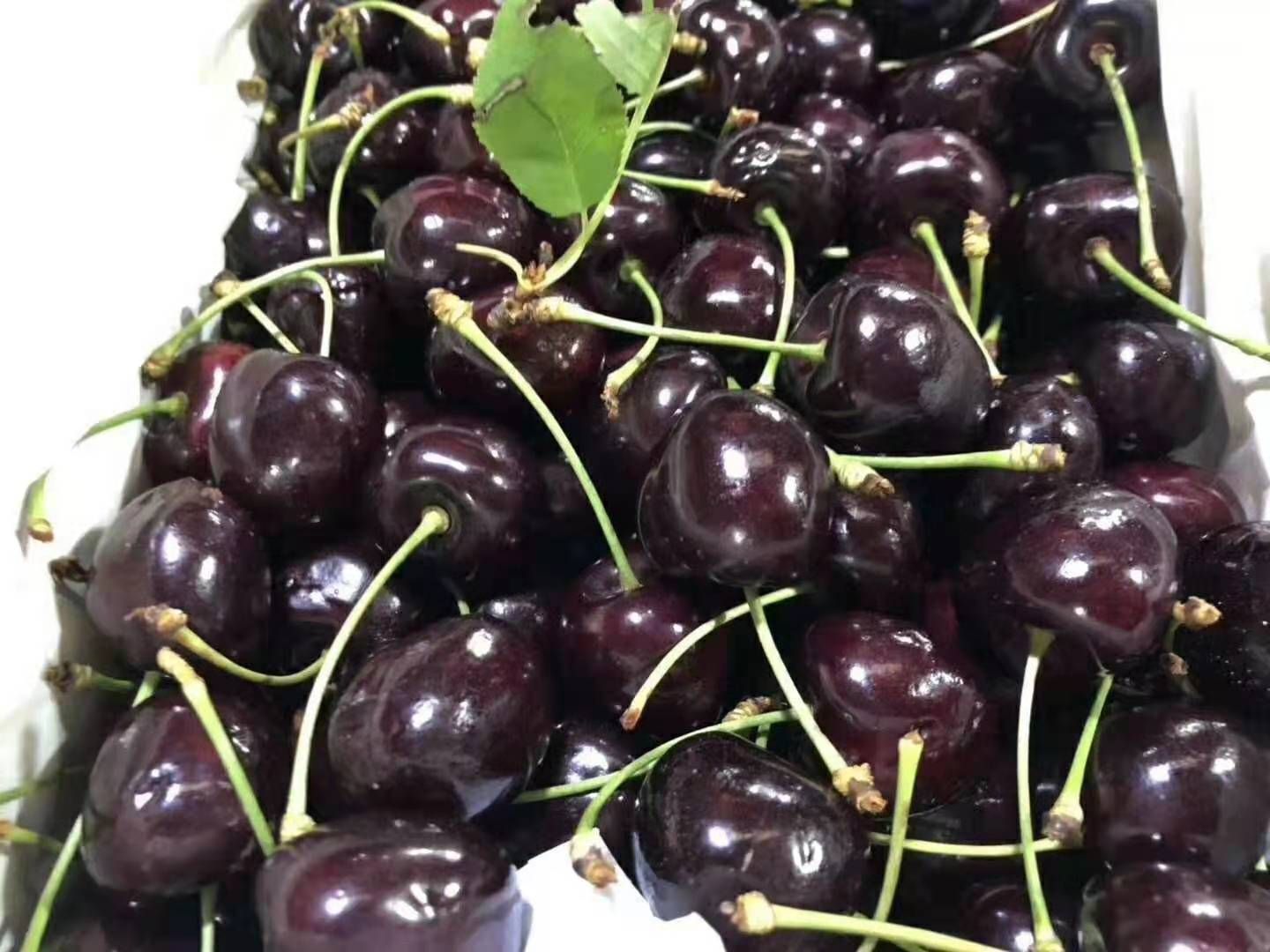 樱桃科迪亚智利最好的车厘子车厘子中的劳斯莱斯