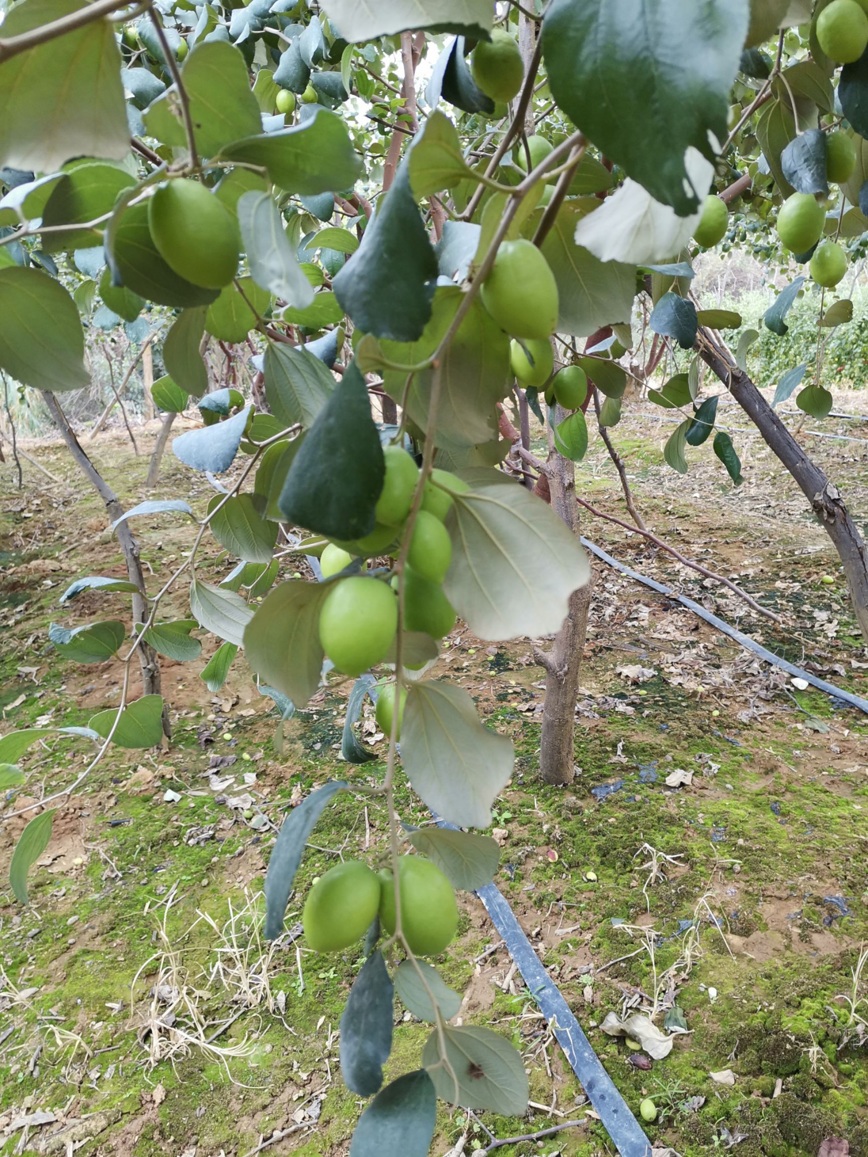 大青枣牛奶枣