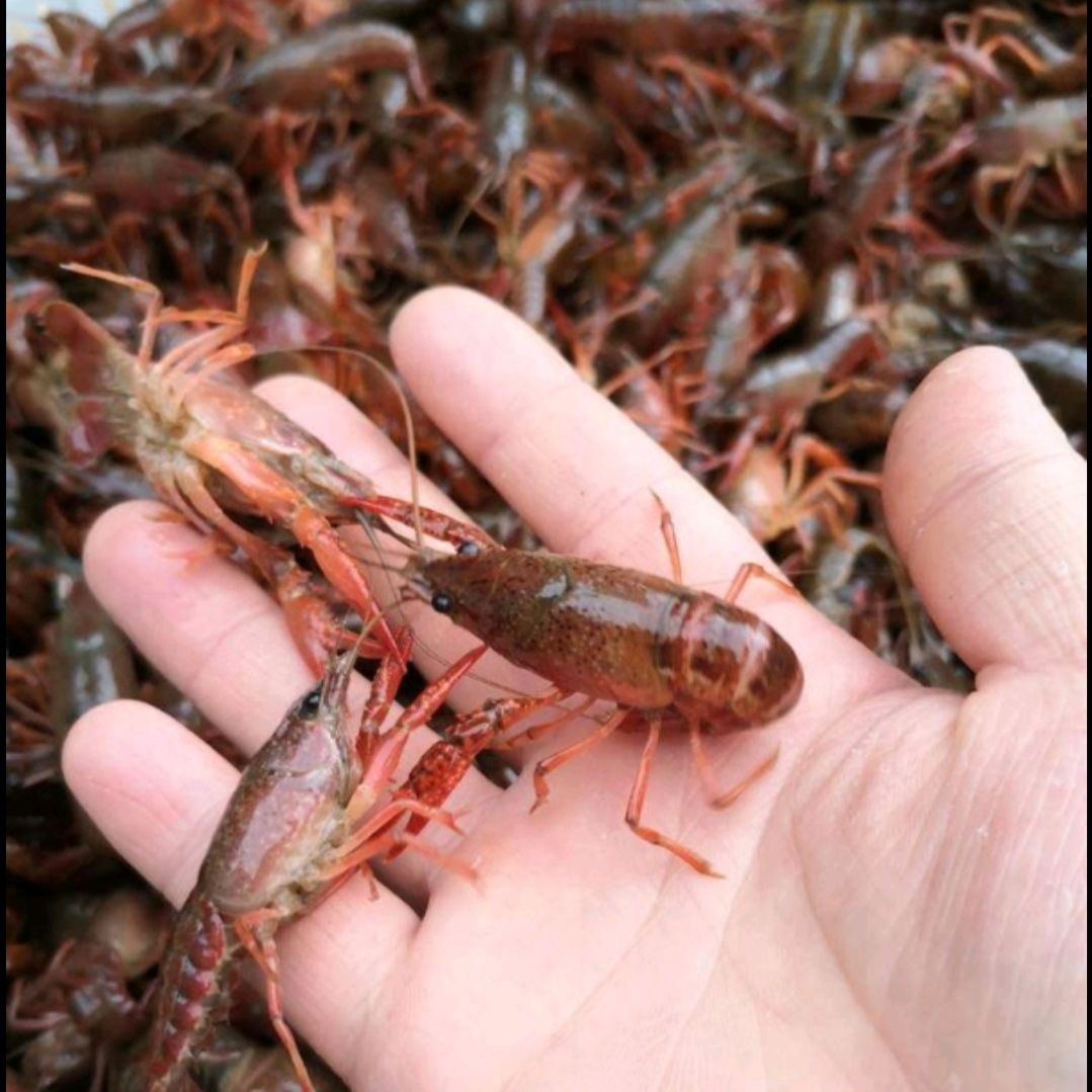 [小龙虾批发]潜江市小龙虾苗,一手货源正宗潜江市淡水小龙虾苗.