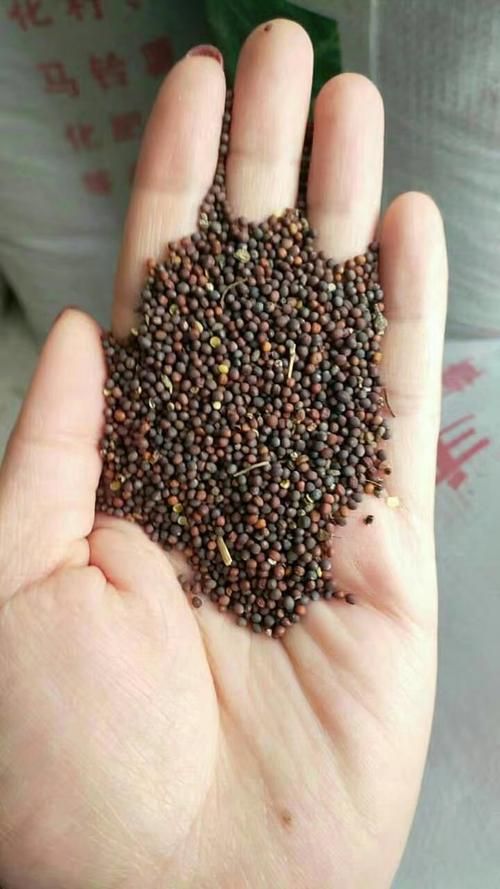 油菜籽 油菜花种子