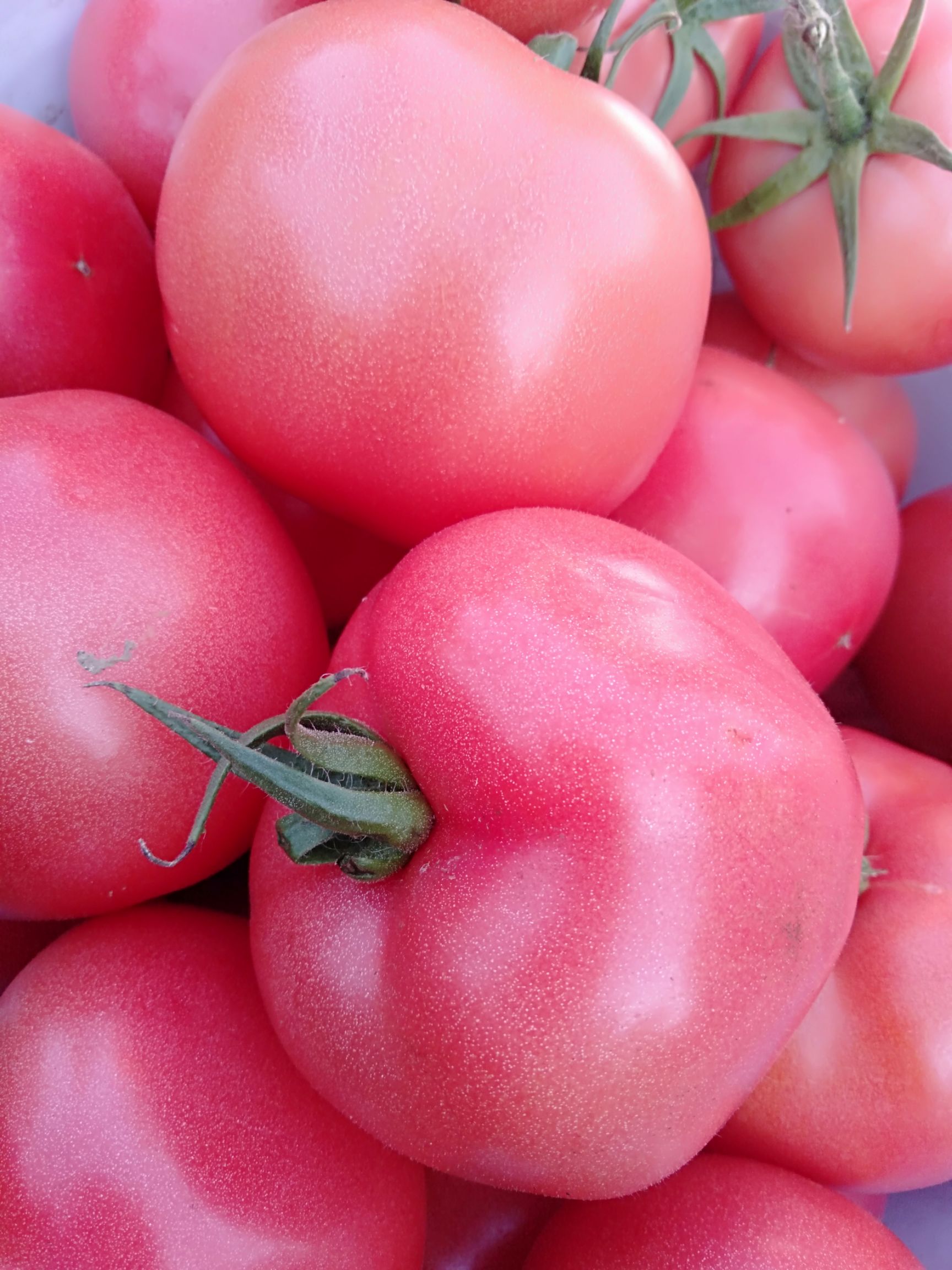 山东优质毛粉西红柿大量上市,硬粉西红柿批发市场