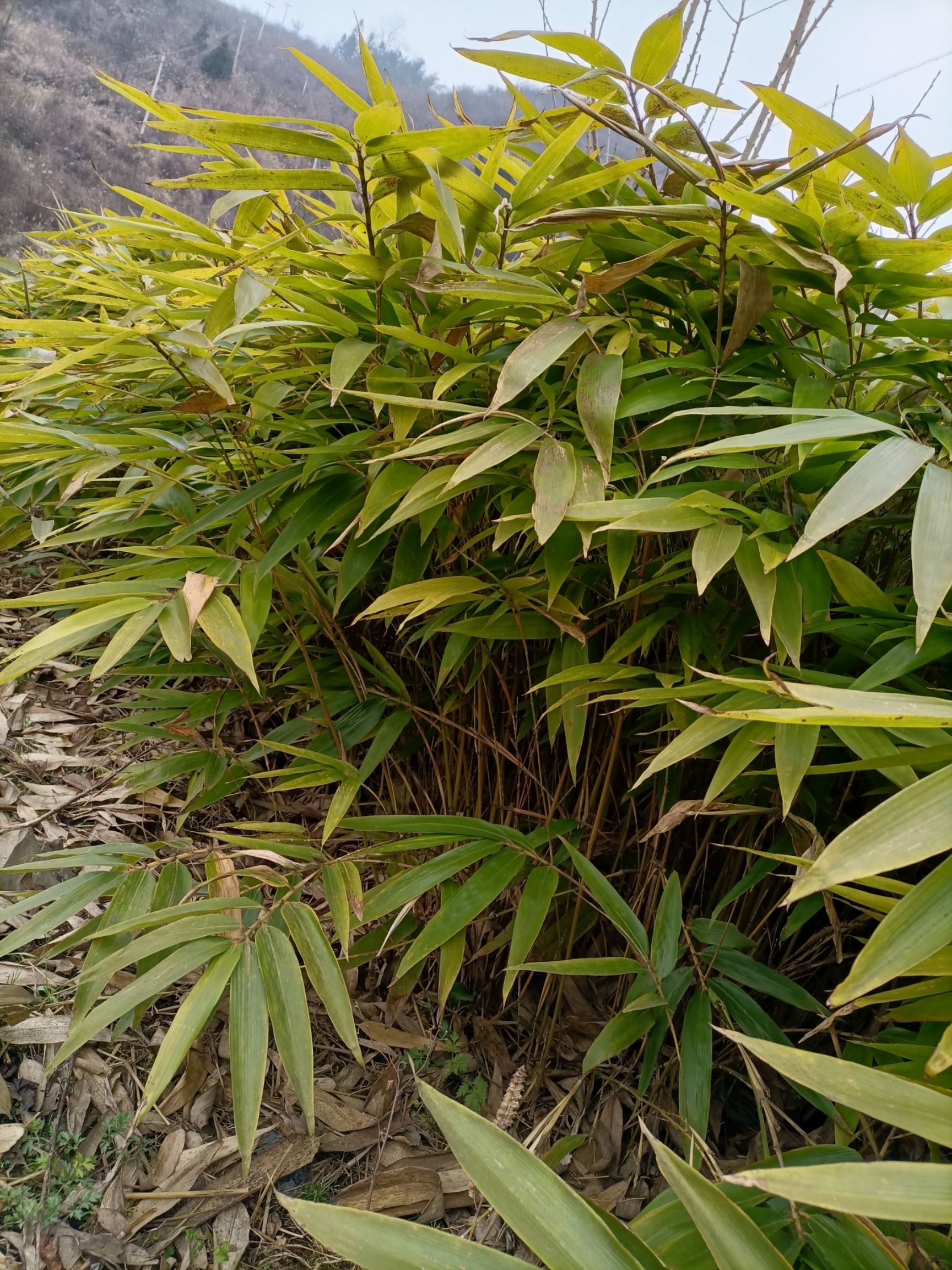 楠竹苗