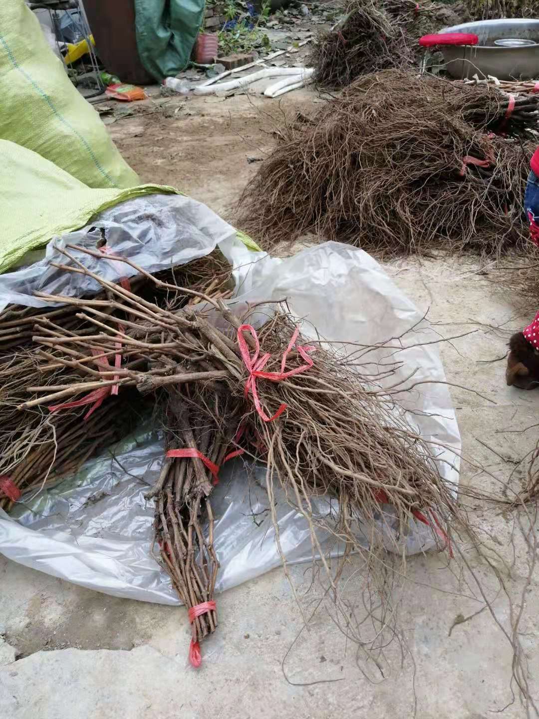 户太八号葡萄苗 各种葡萄苗根系发达,提供技术指导销售