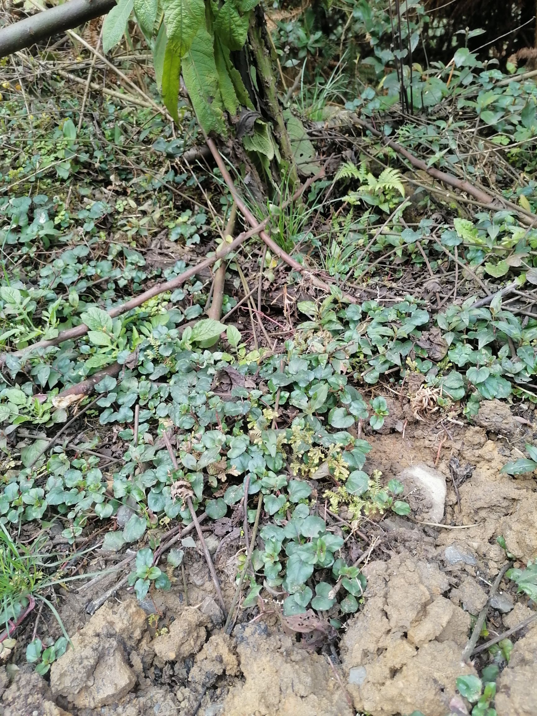 天然大山上的四川金钱草,结石草