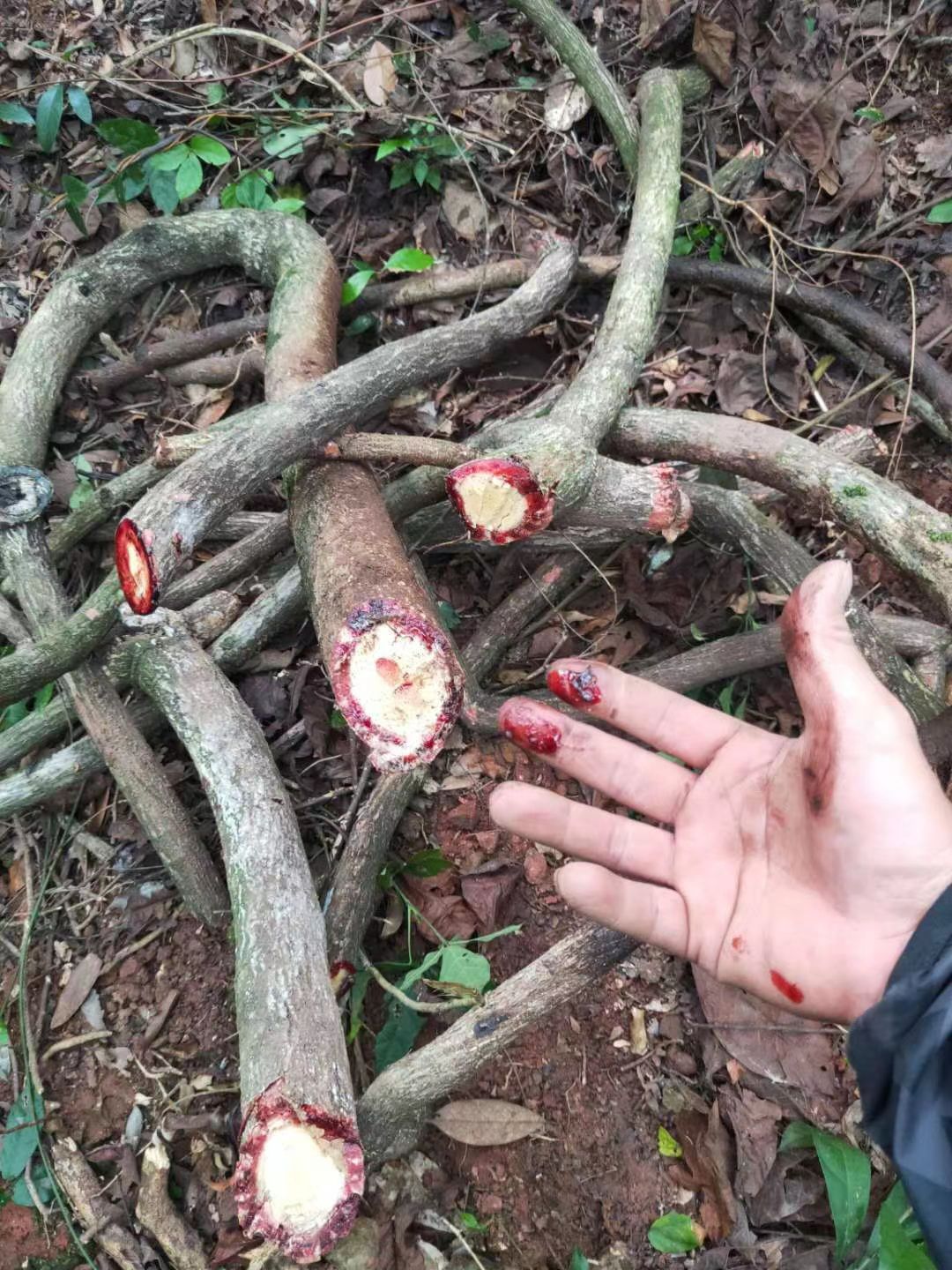 新鲜现摘鸡血藤