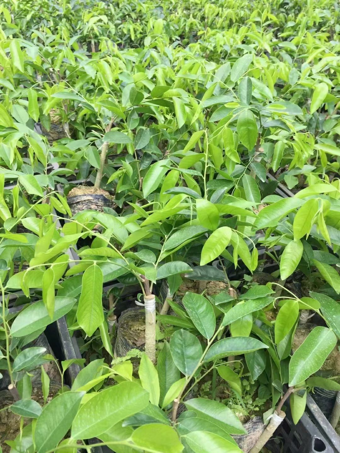 奇楠沉香树 珍稀奇楠树苗,金丝油,糖结,等优良品种,种植管理简单