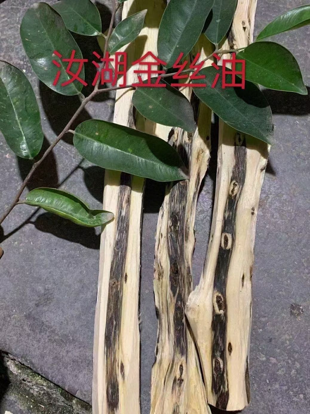 奇楠沉香树 珍稀奇楠树苗,金丝油,糖结,等优良品种,种植管理简单