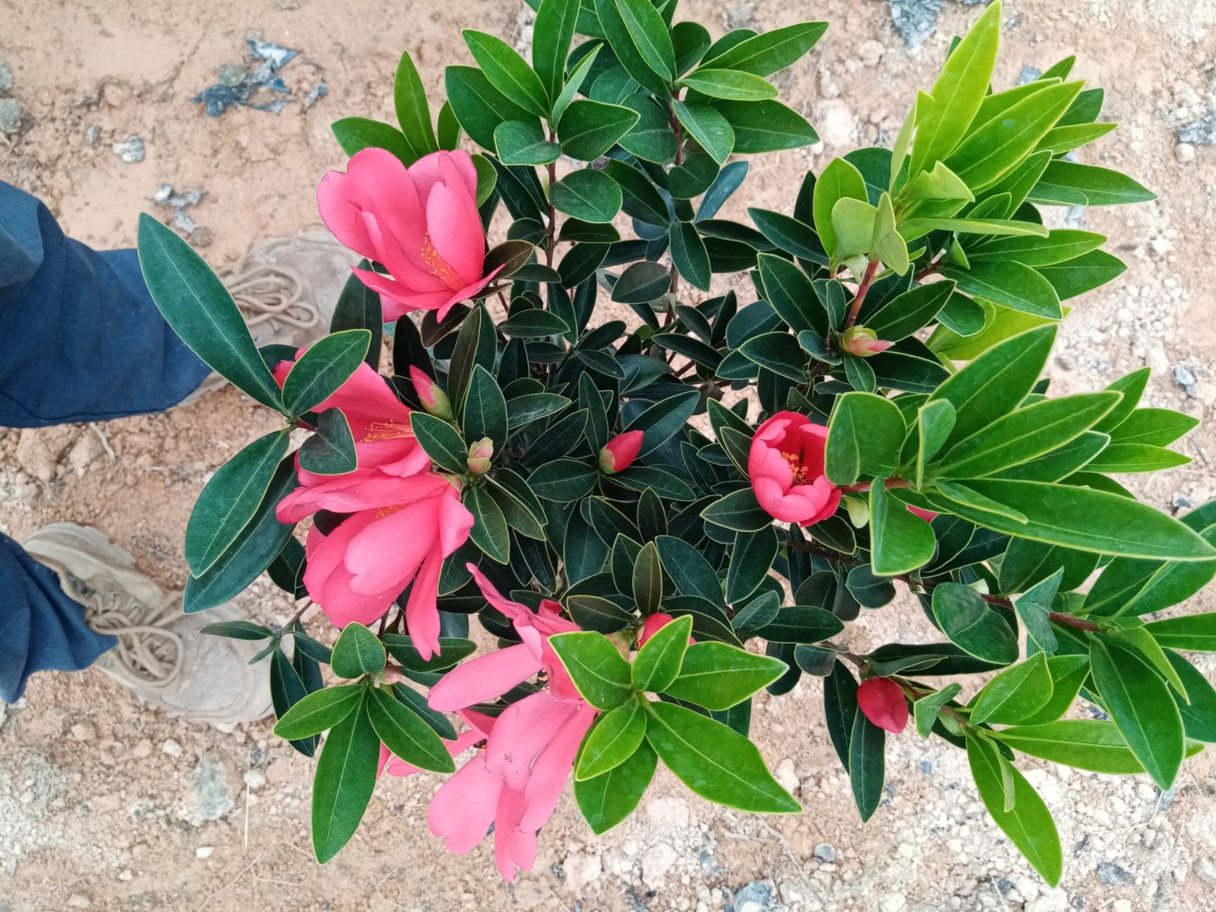 茶花树 四季山茶花