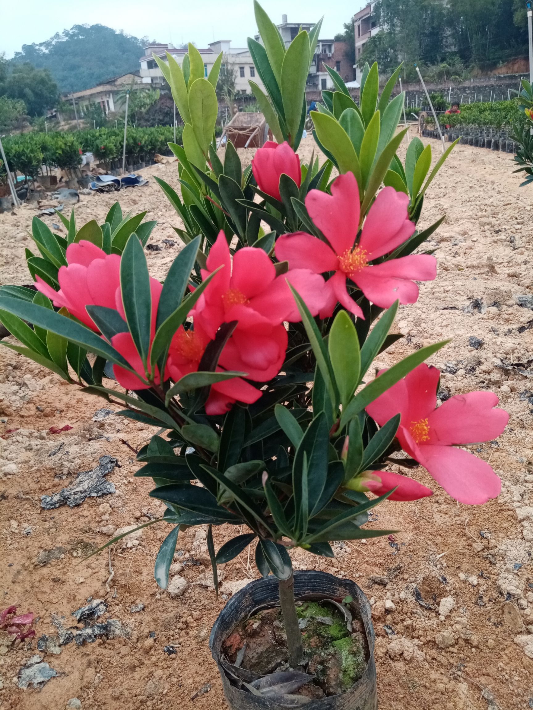 河南茶花，河南茶花盆栽苗多少价钱，河南高品质茶花大苗_农副产品栏目_机电之家网