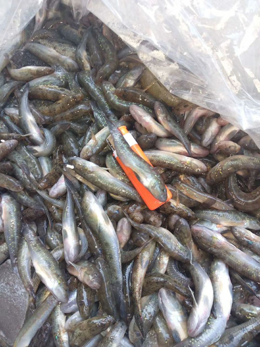 陈贵鹏