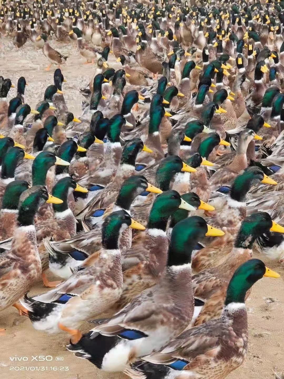 绿头鸭 130天青头公,5000羽已上线,大量现货,一手货源,有需要的老板