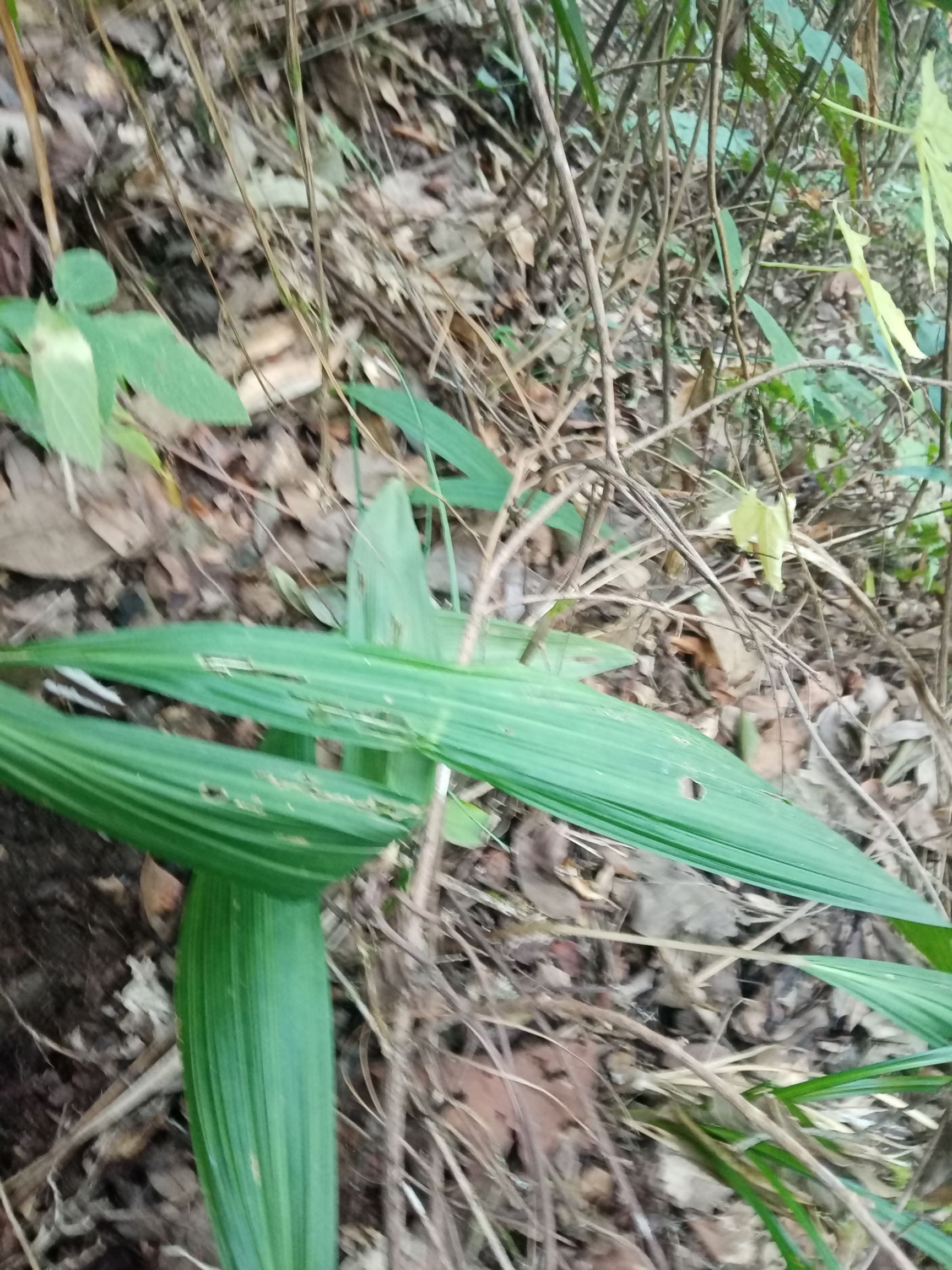[中药材薄荷批发]中药材薄荷 中药一独叶白芨价格50元/斤 - 惠农网