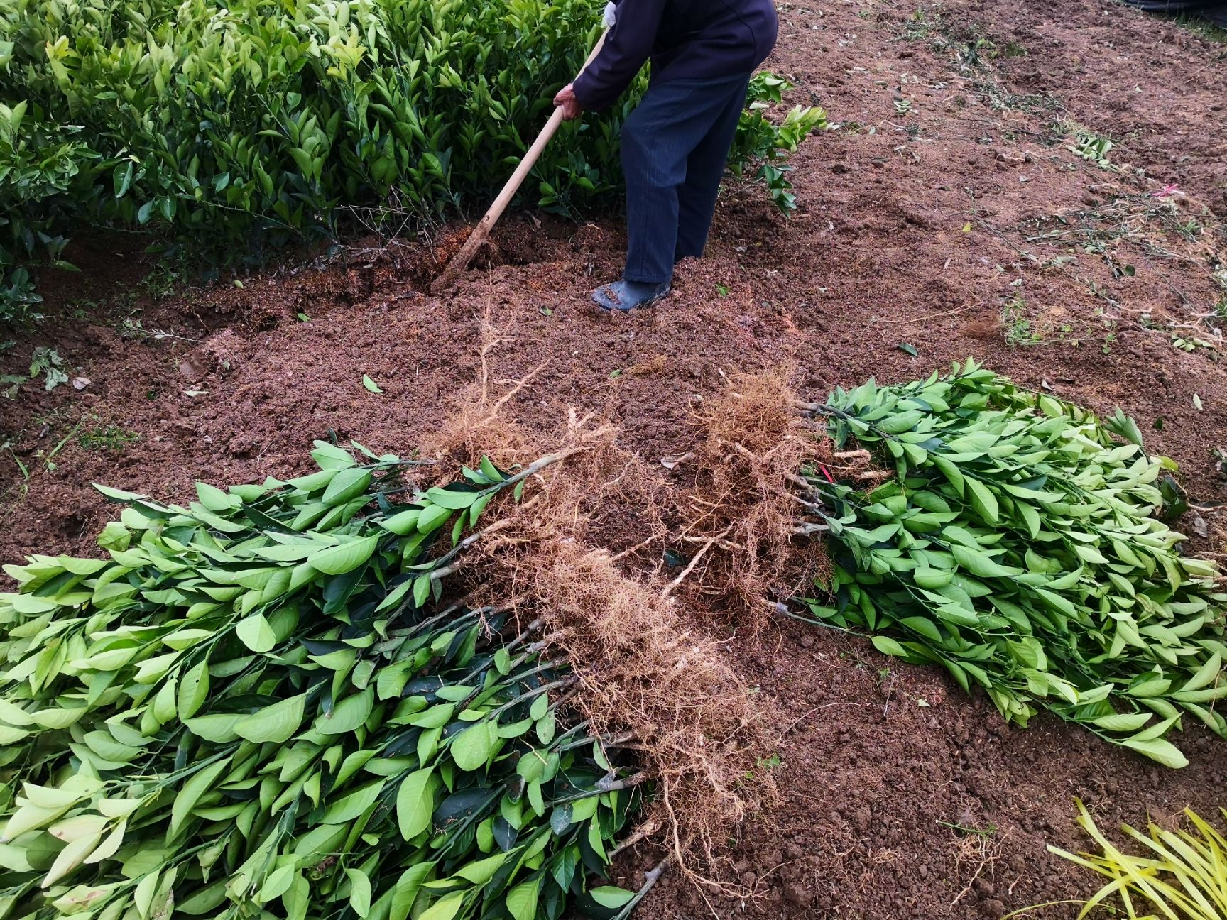 柑桔苗 爱莎柑橘苗 早熟杂柑品种苗木基地 10月份成熟爱莎华美1号