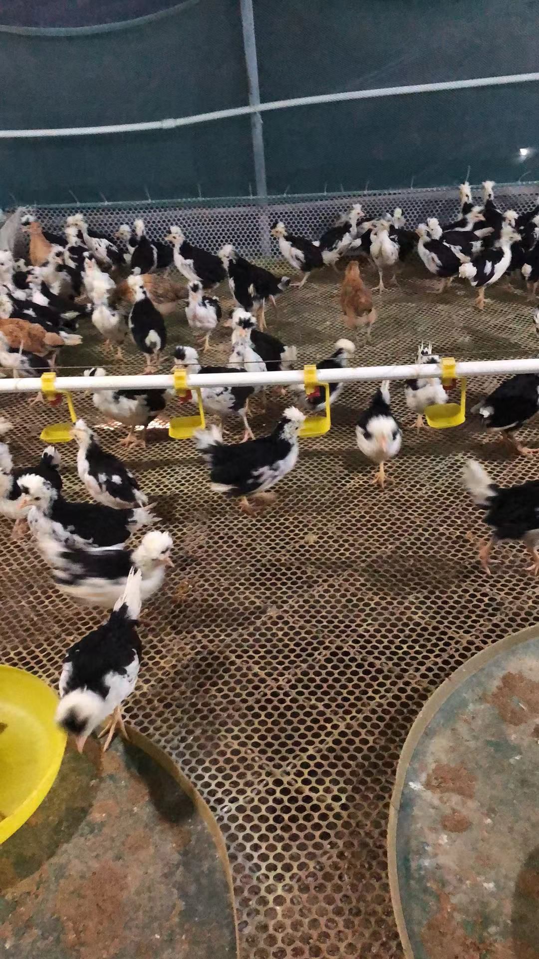 贵妃鸡苗 脱温贵妃鸡