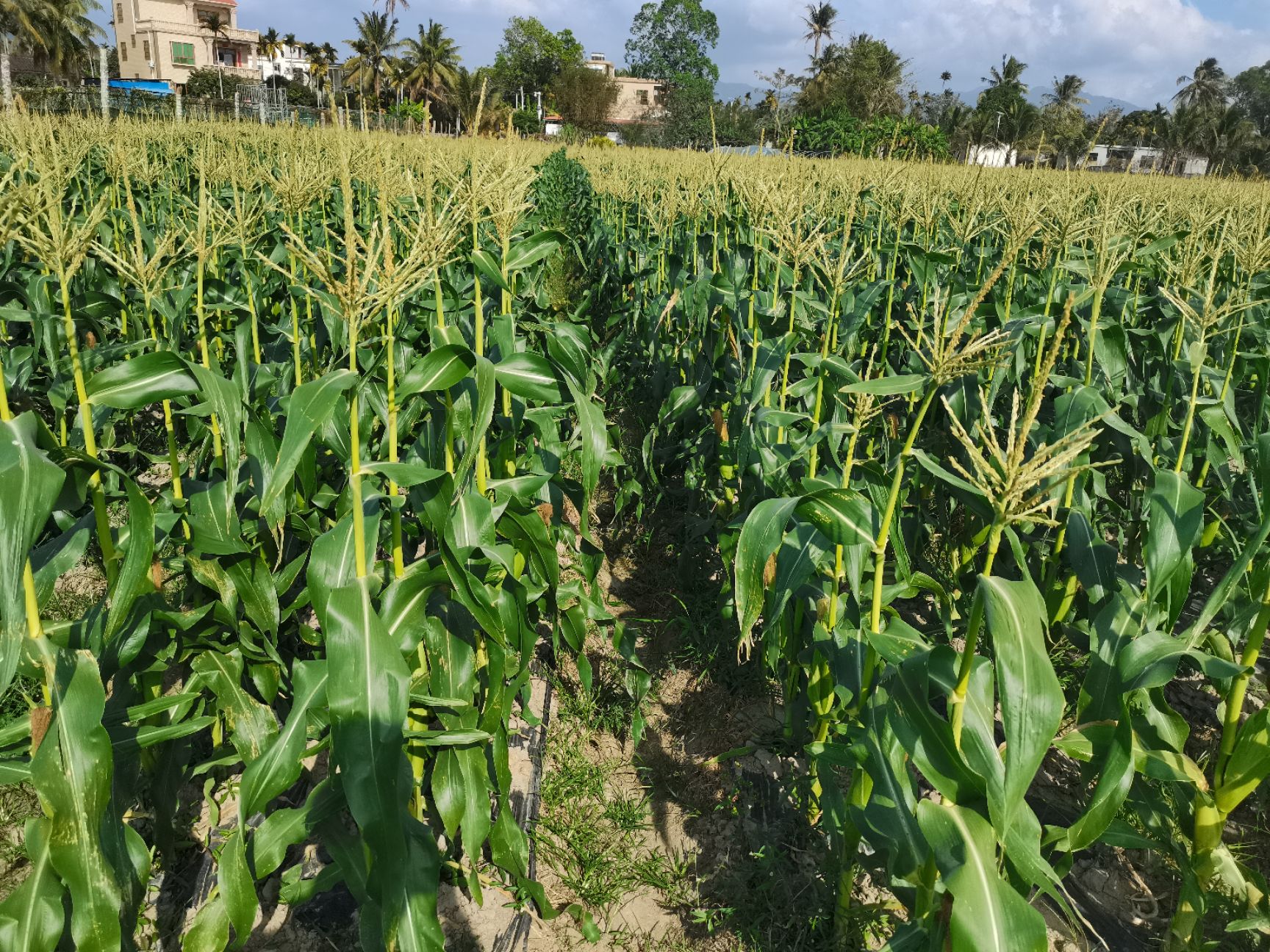 甜玉米 水果牛奶玉米(非转基因)种植在海南陵水,糖度14个以上