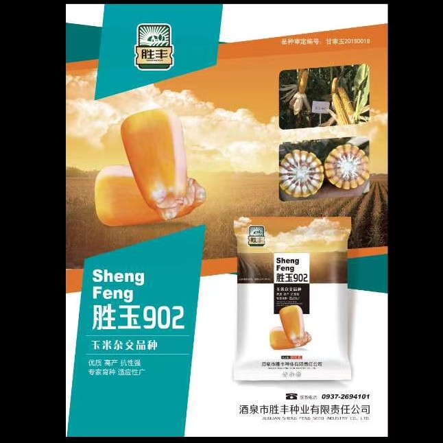 玉米种子胜玉902早熟品种115天左右