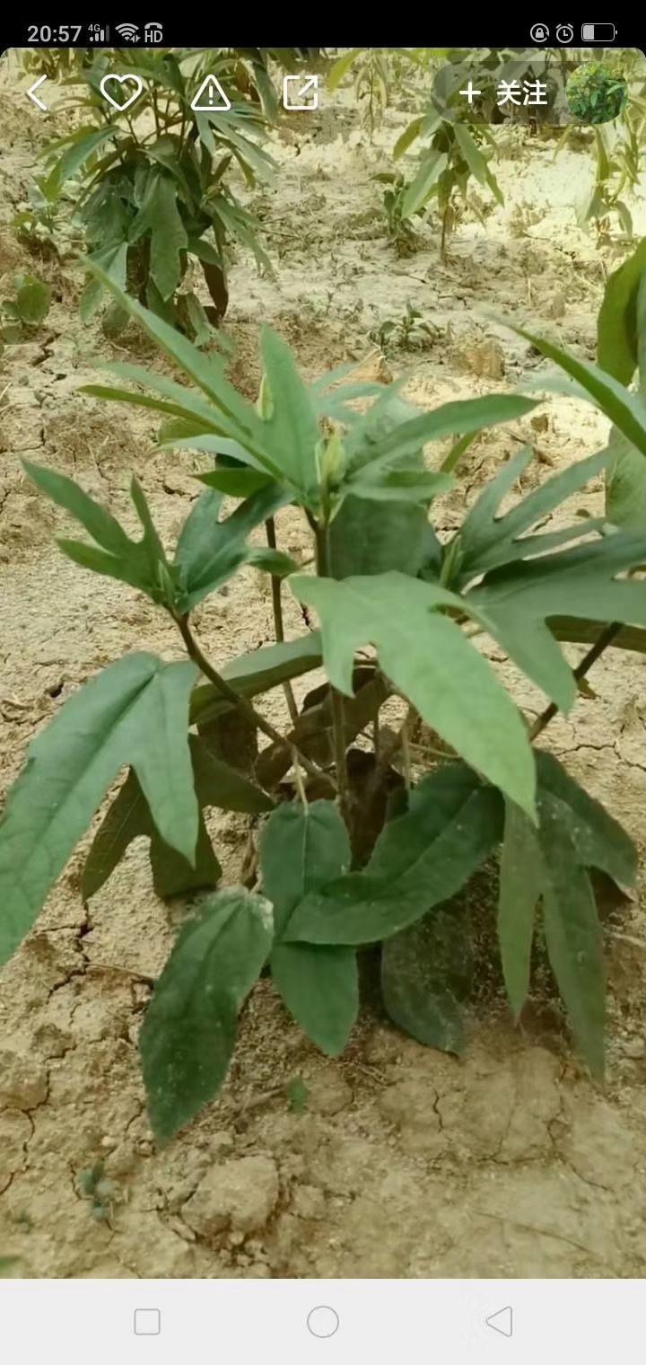 五指毛桃苗牛大力五指毛桃百部土茯苓