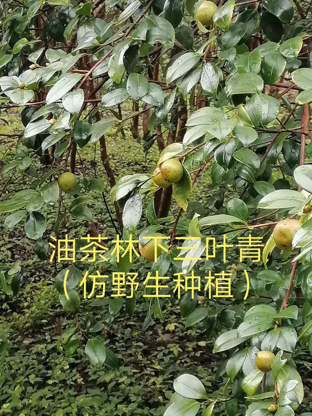 三叶崖爬藤苗 三叶青药材种苗