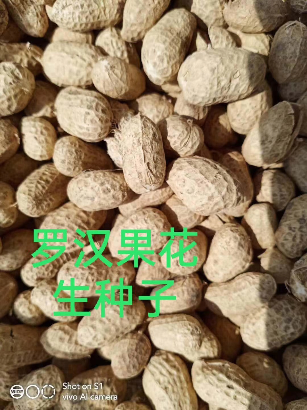 [花生种子批发]罗汉果花生种子,纯手选果,品质好,育种