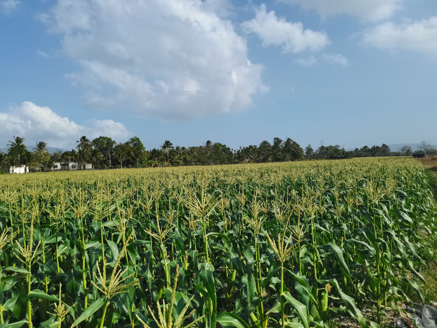 [甜玉米批发]甜玉米 水果牛奶玉米(非转基因)种植在海南陵水,糖度14个