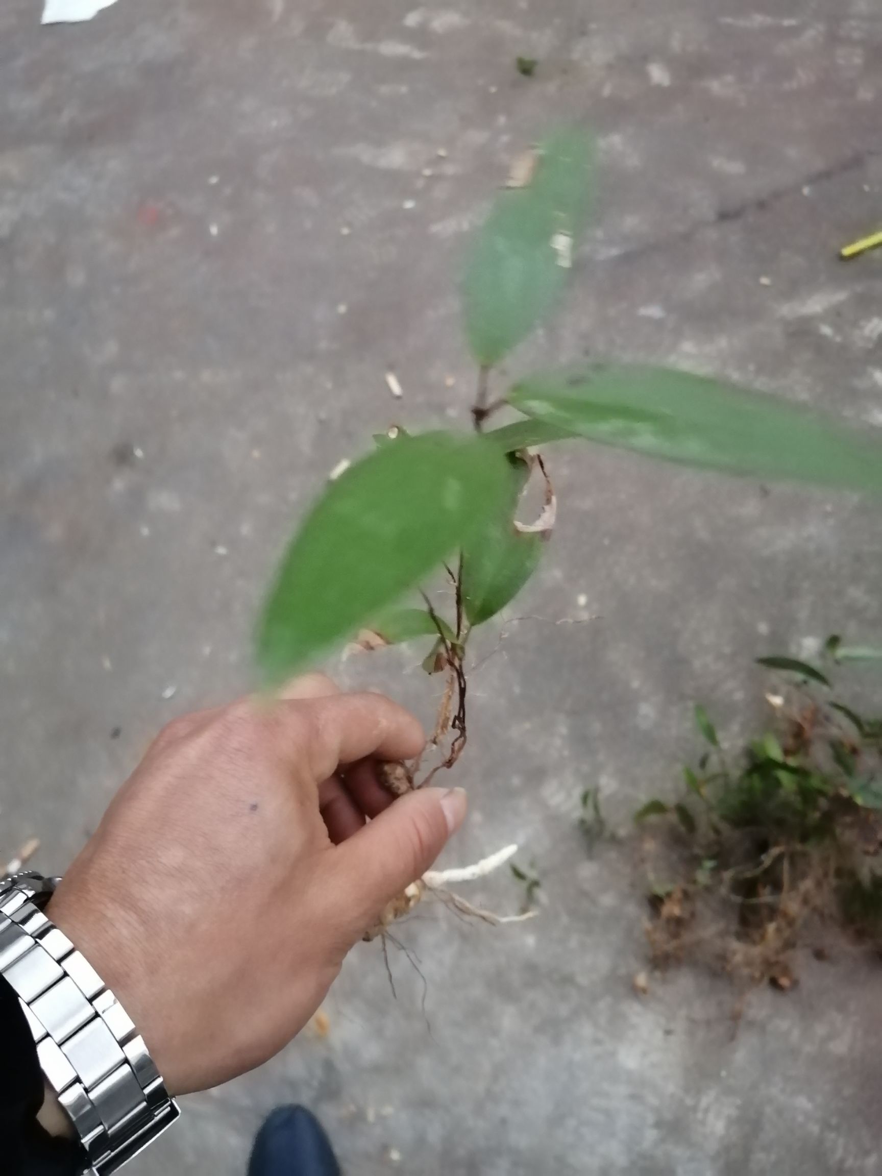 [茯苓种子批发]茯苓种子 土茯苓20--30cm每株价格1.1
