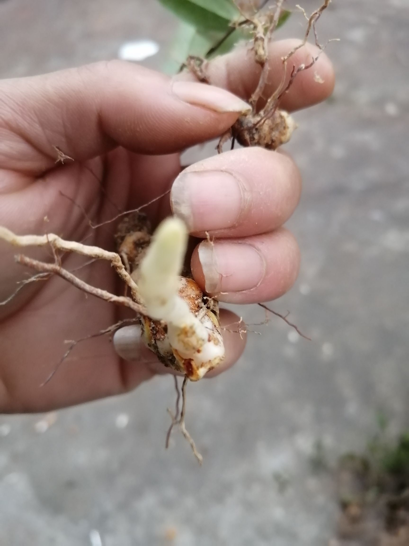 [茯苓种子批发]茯苓种子 土茯苓20--30cm每株价格1.1