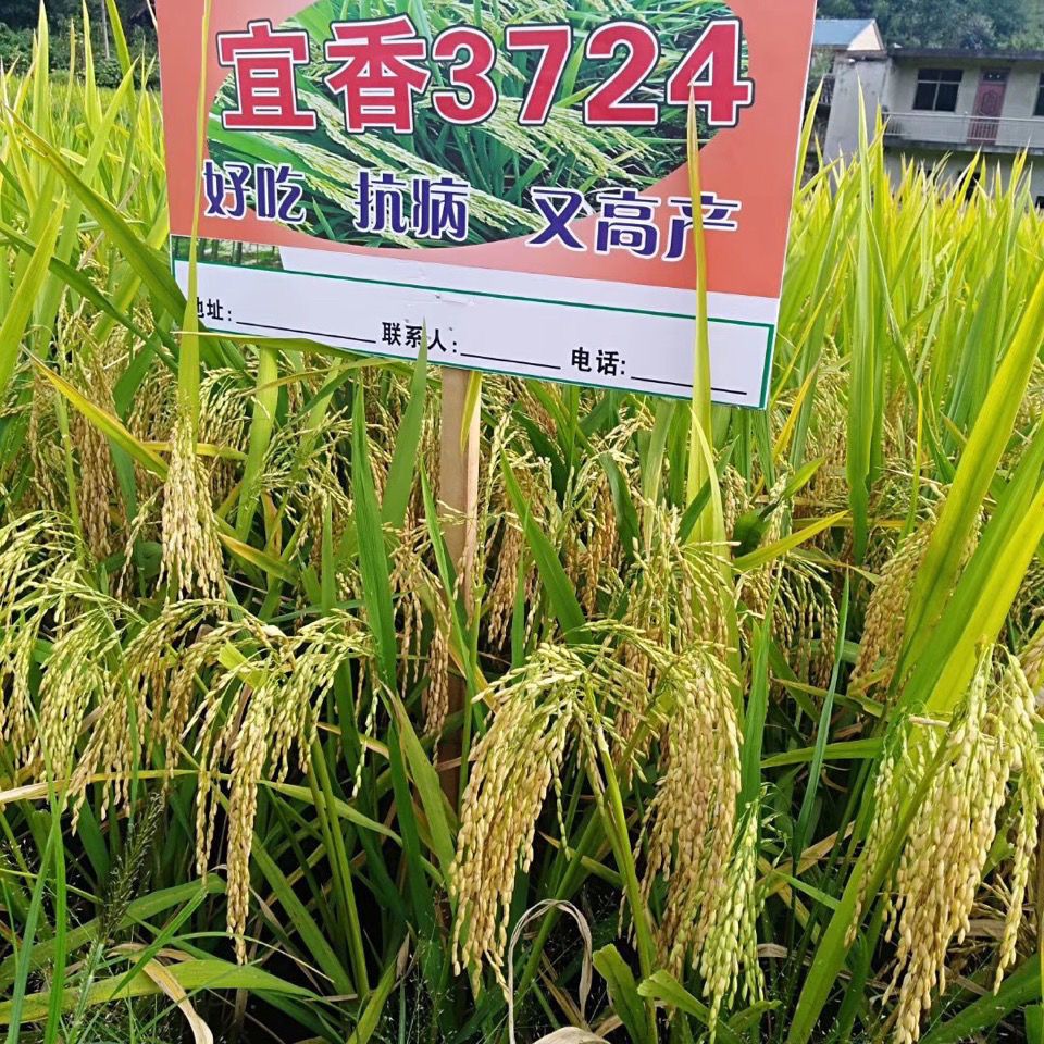 宜香高产杂交水稻种子云贵川高产香稻种子 米饭香 口感好抗病抗