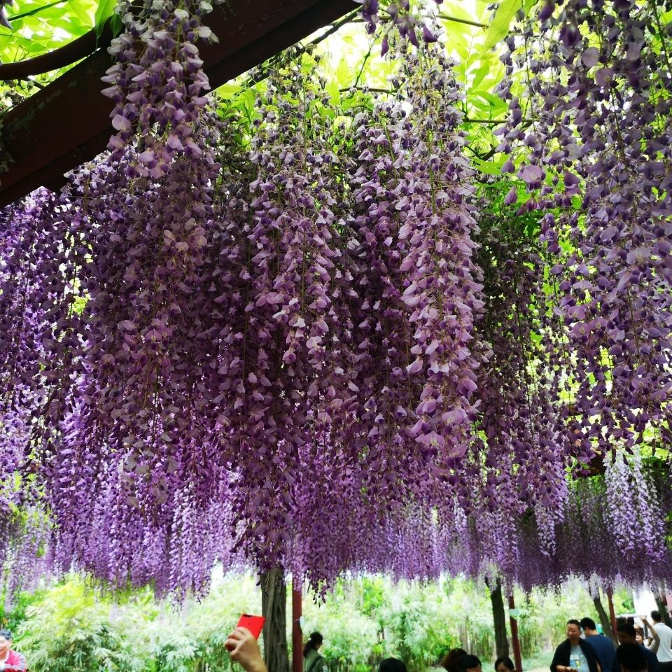 紫藤树苗丰花紫藤紫水晶蓝月亮白藤紫藤花现货供应