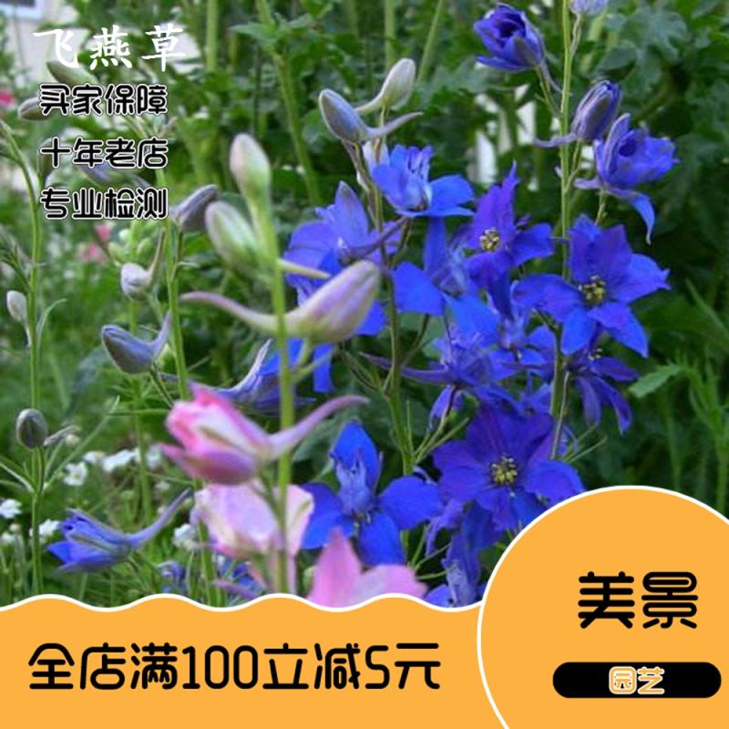 陕西渭南飞燕草种子 大花飞燕草四季易种活室外庭院秋天花种子秋播