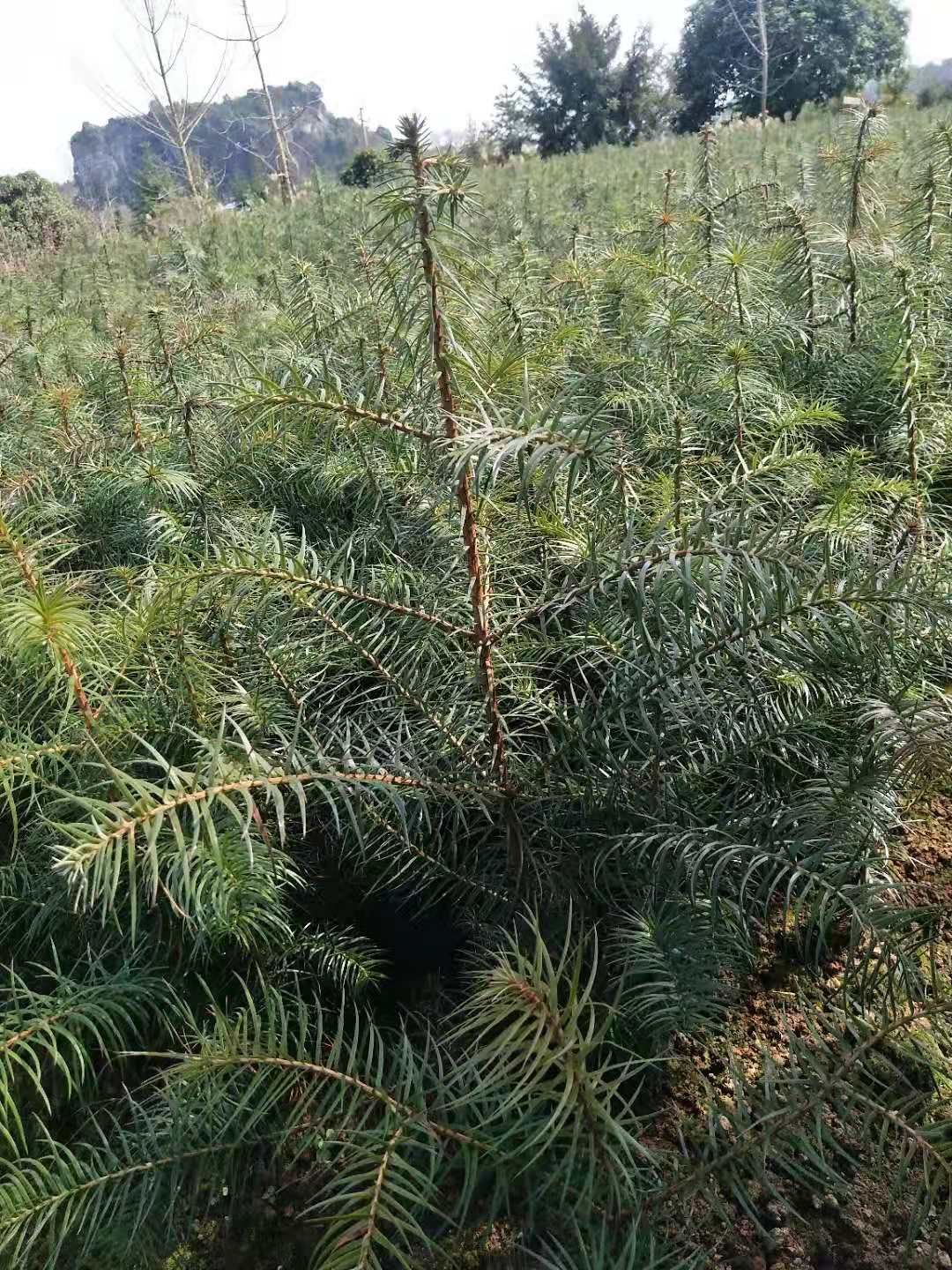 杉木树苗 湖南永州东安大量杉树苗出售