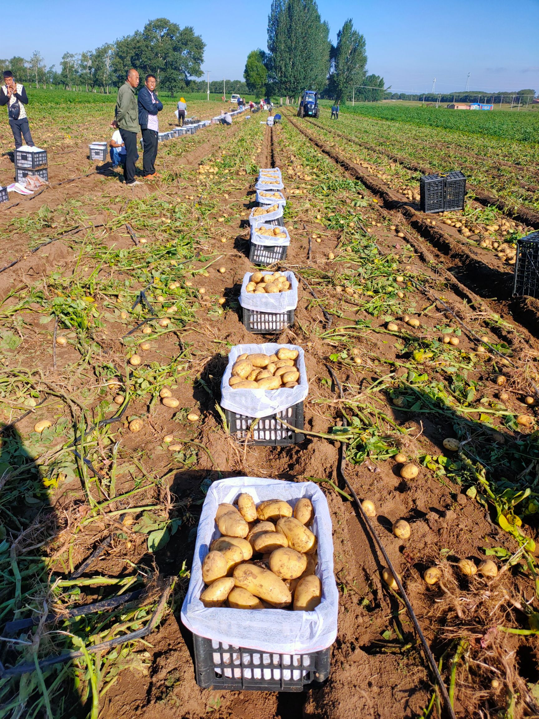 河北张家口张北县红皮土豆 雪川红 川引 高原红土豆产地批发