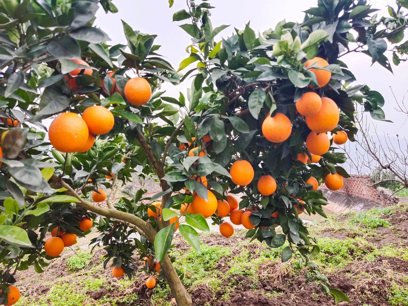 长虹脐橙 自家果园的橙子,今年阳光充足,水汽丰沛,孕育出汁水充沛的大