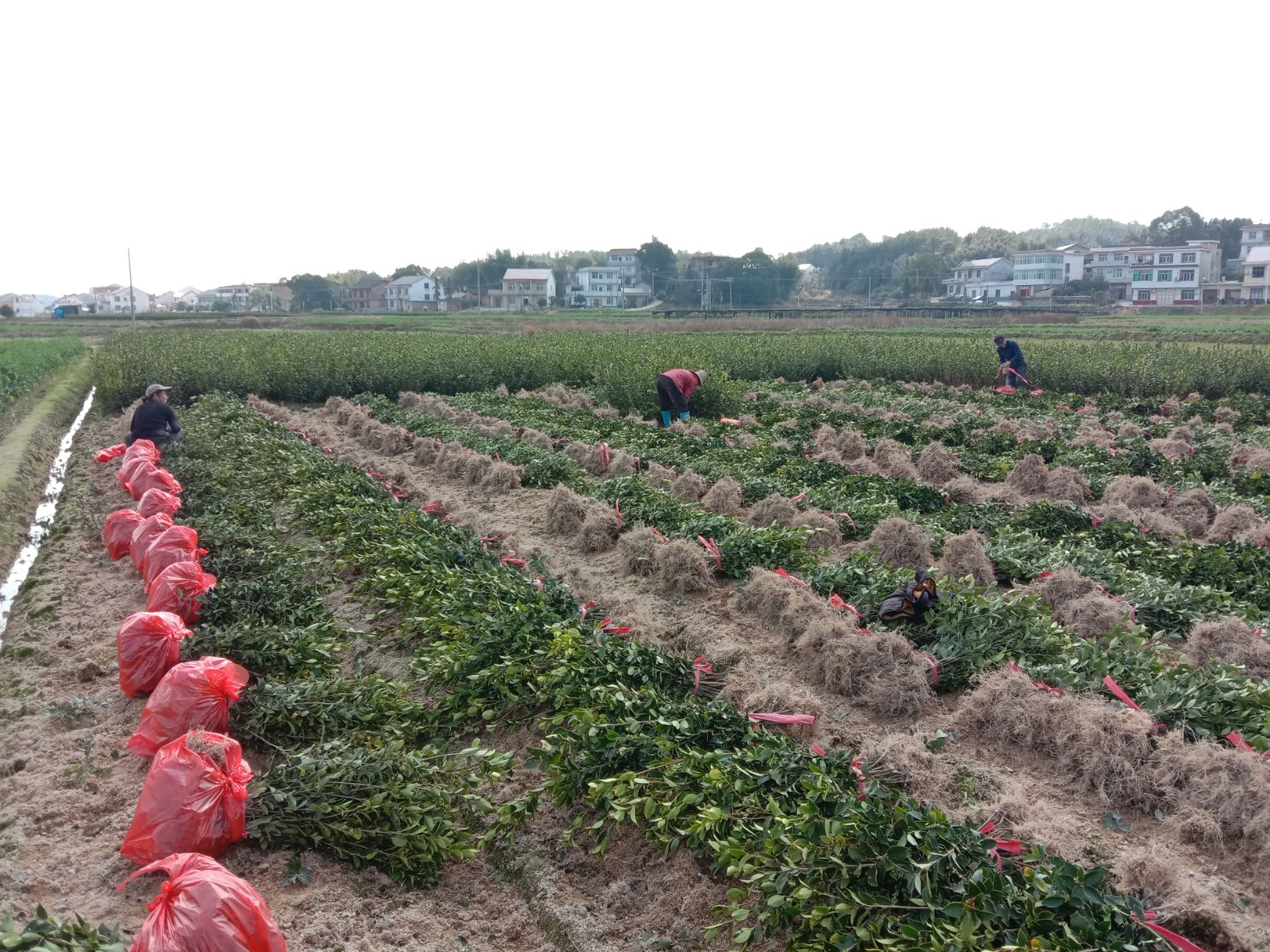 油茶树 湘林210系列两年生嫁接油茶苗,全国包邮